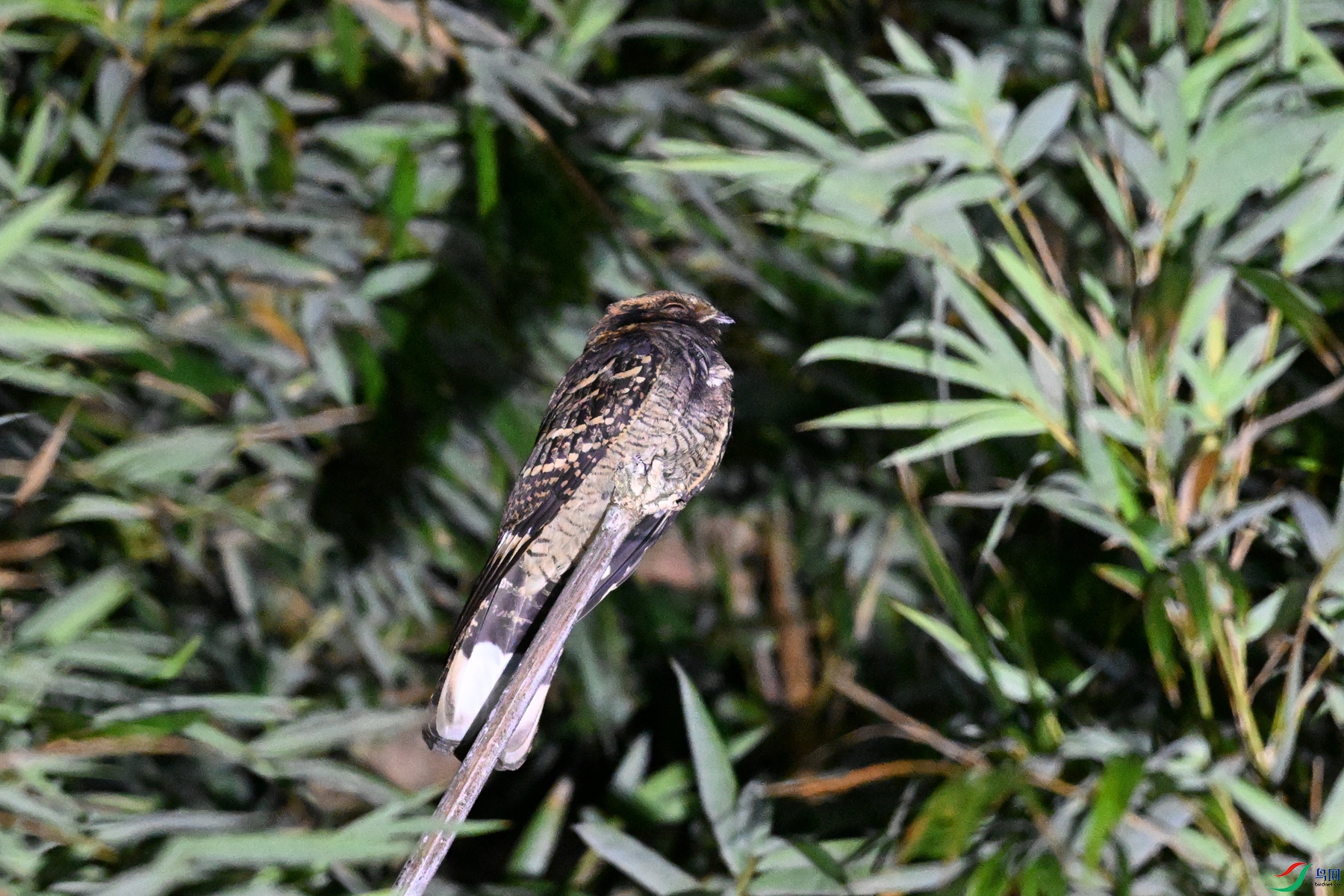 DSC_6677.JPG