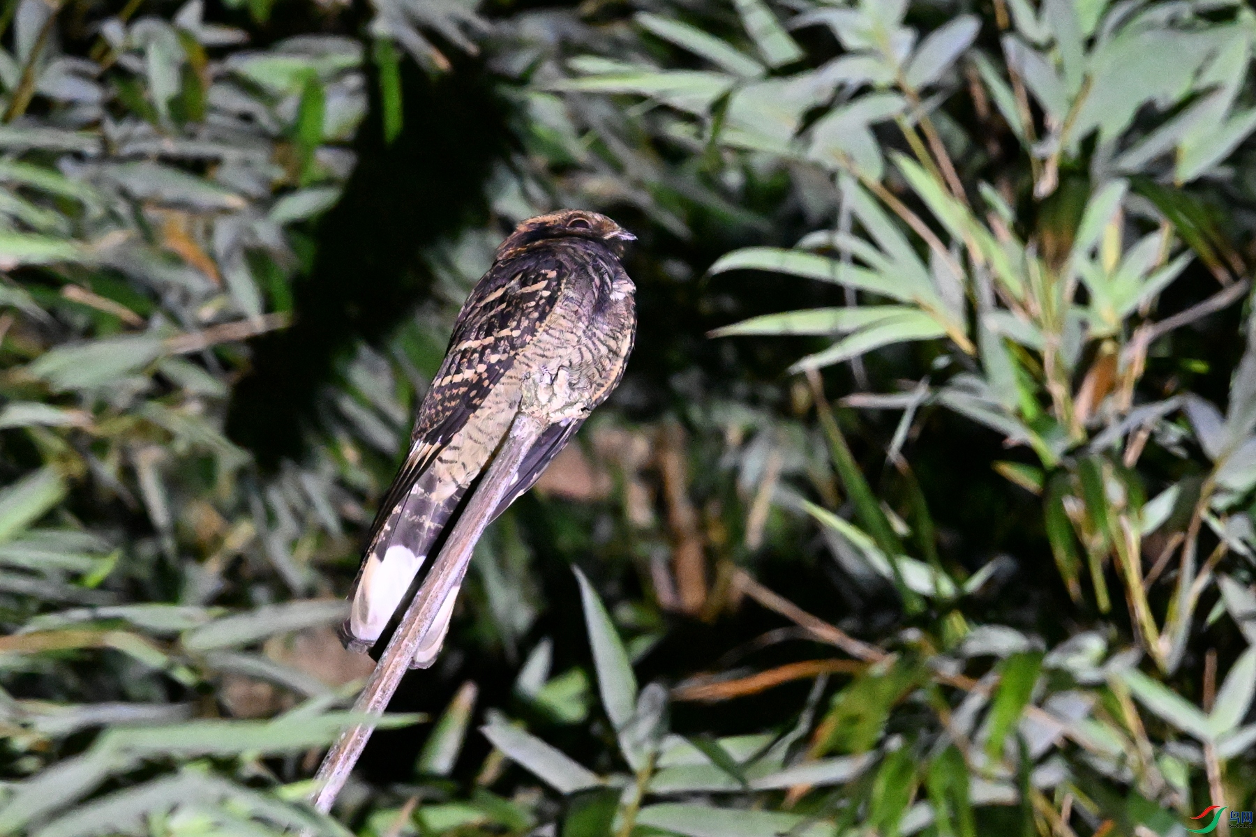 DSC_6679.JPG
