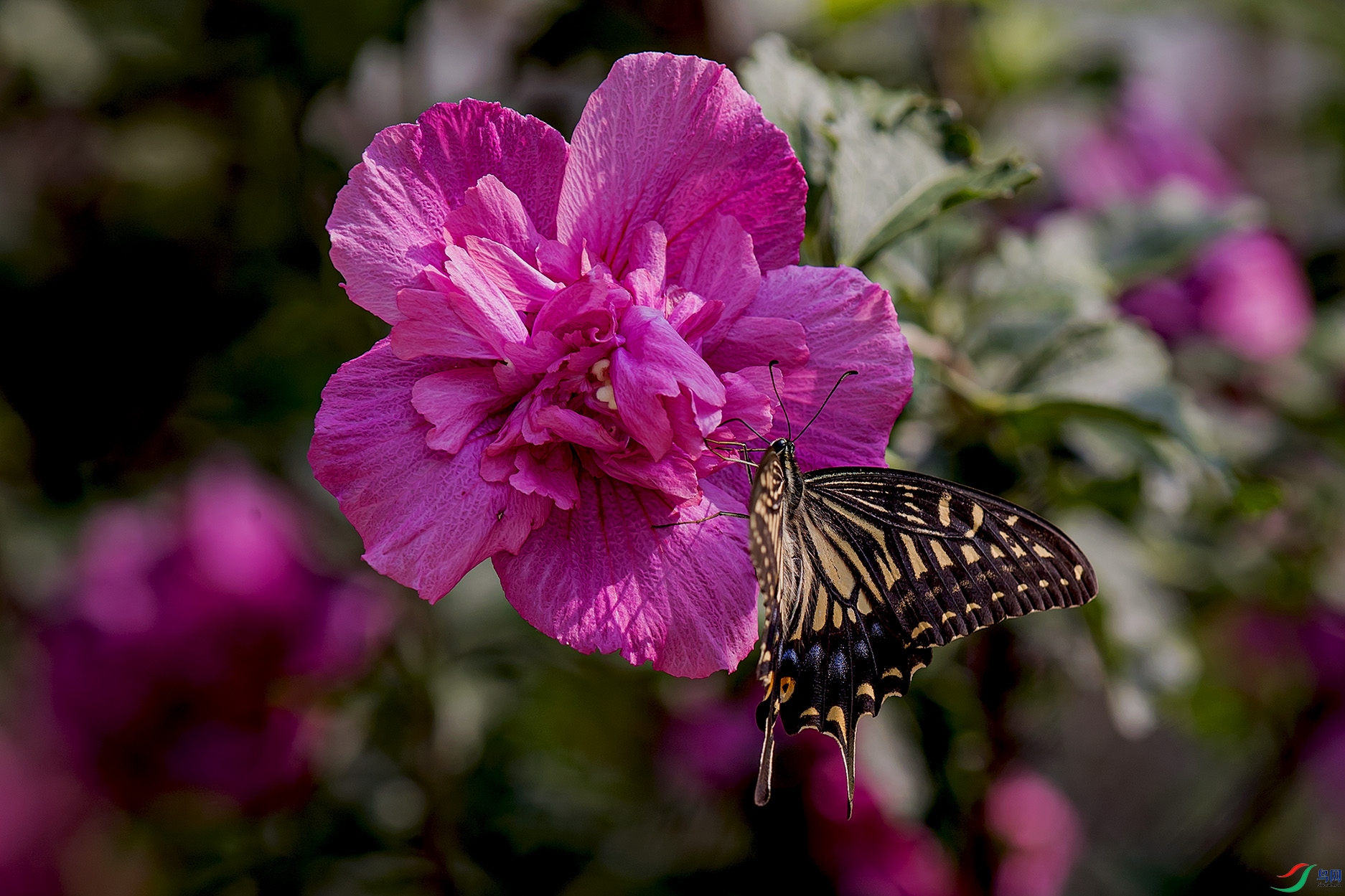 _90I4381 ����.jpg