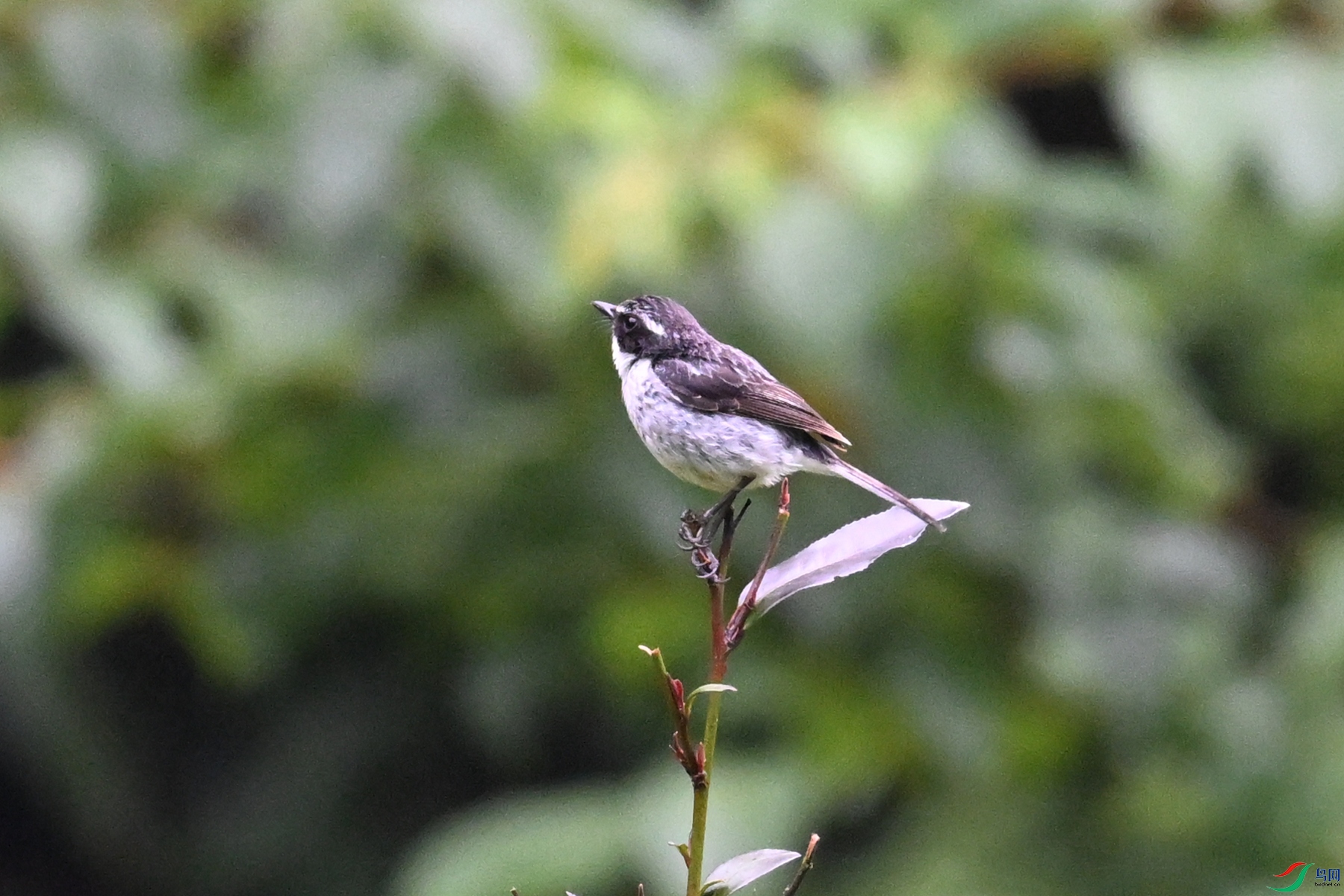 DSC_2589.JPG