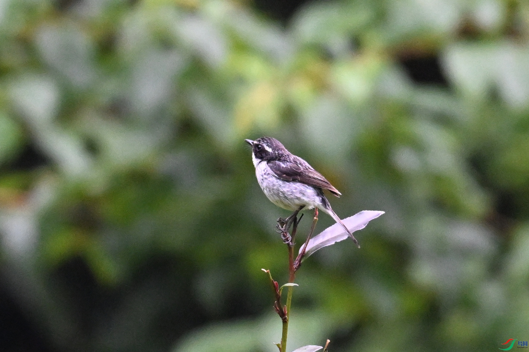 DSC_2591.JPG