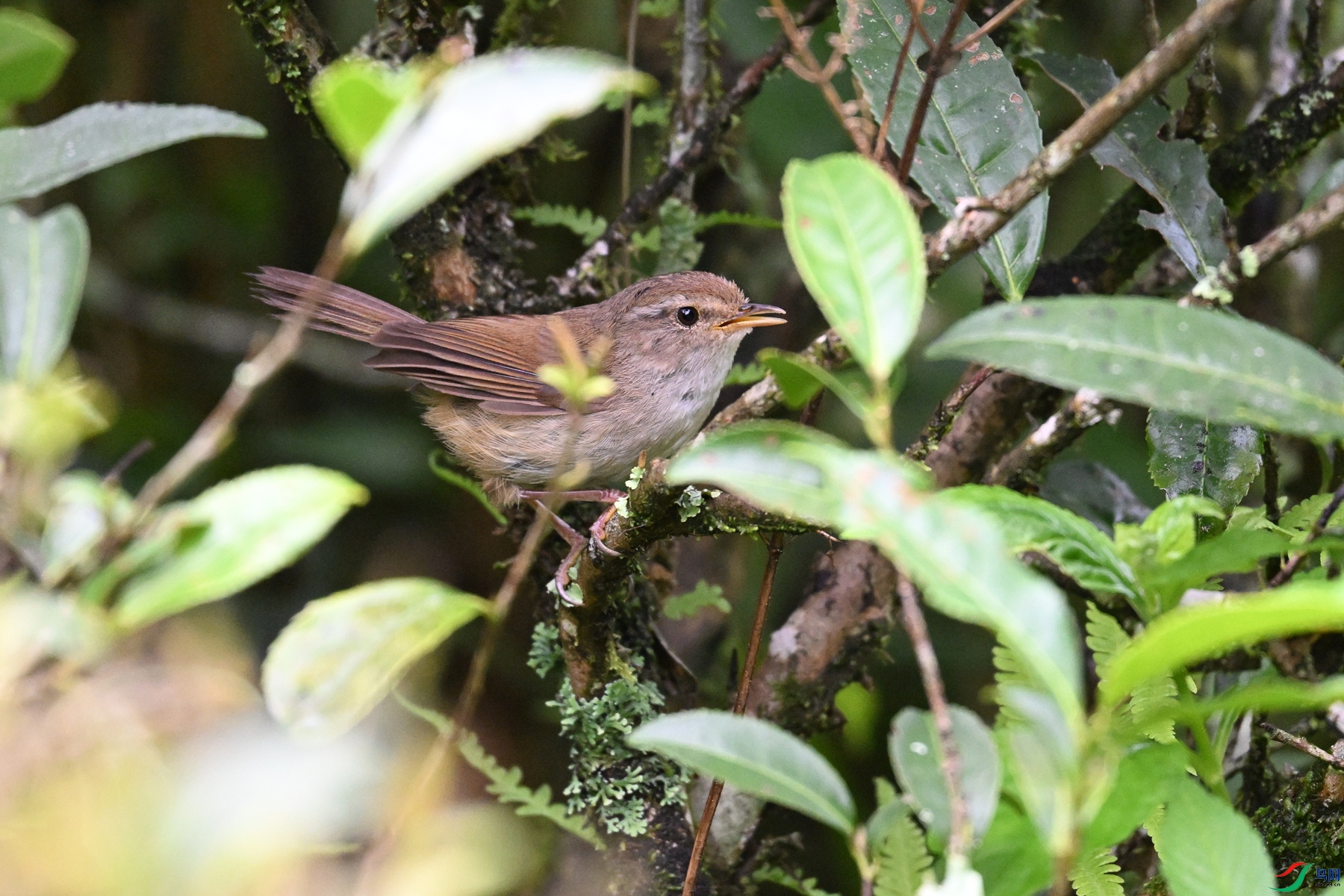 DSC_2632.JPG