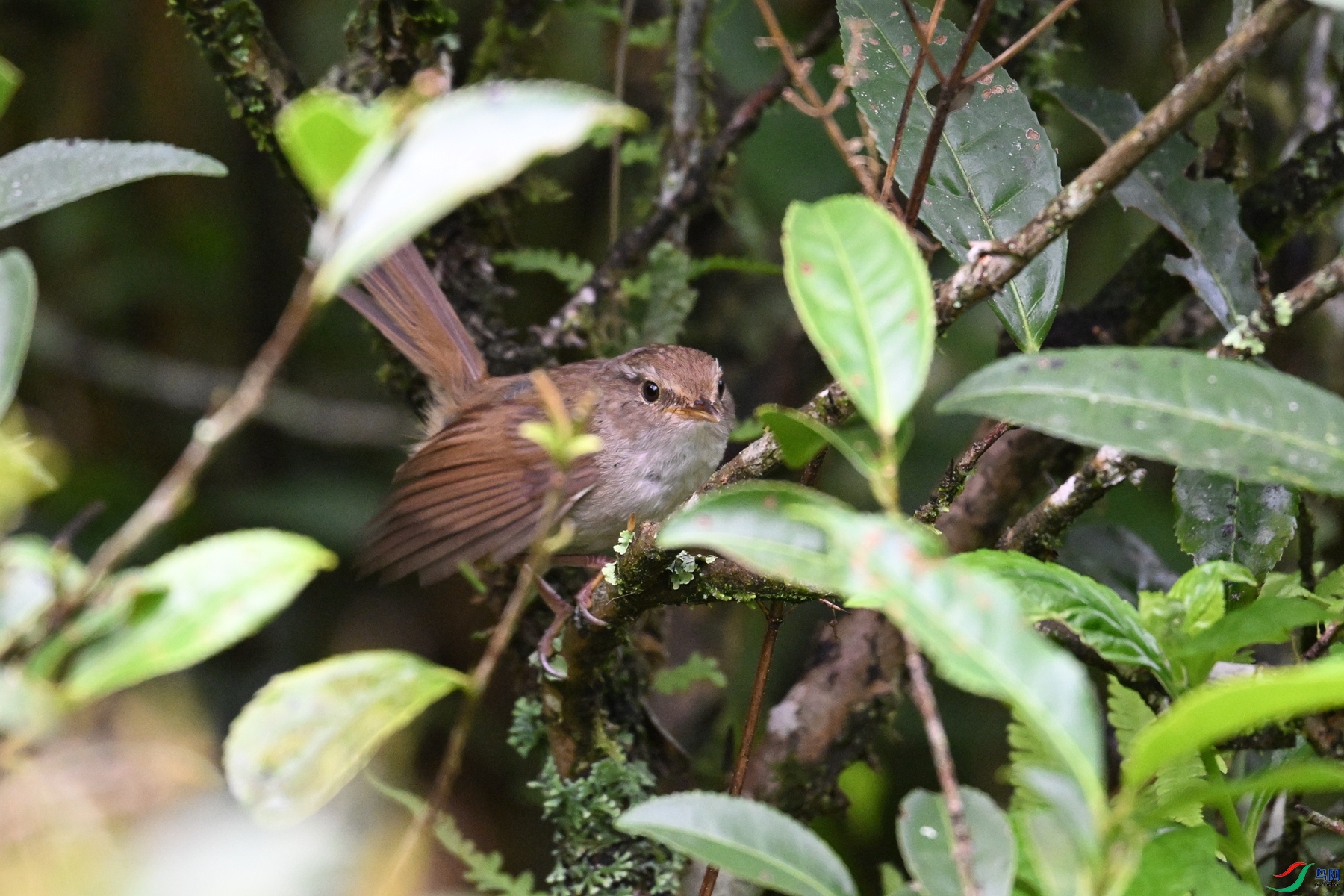 DSC_2634.JPG