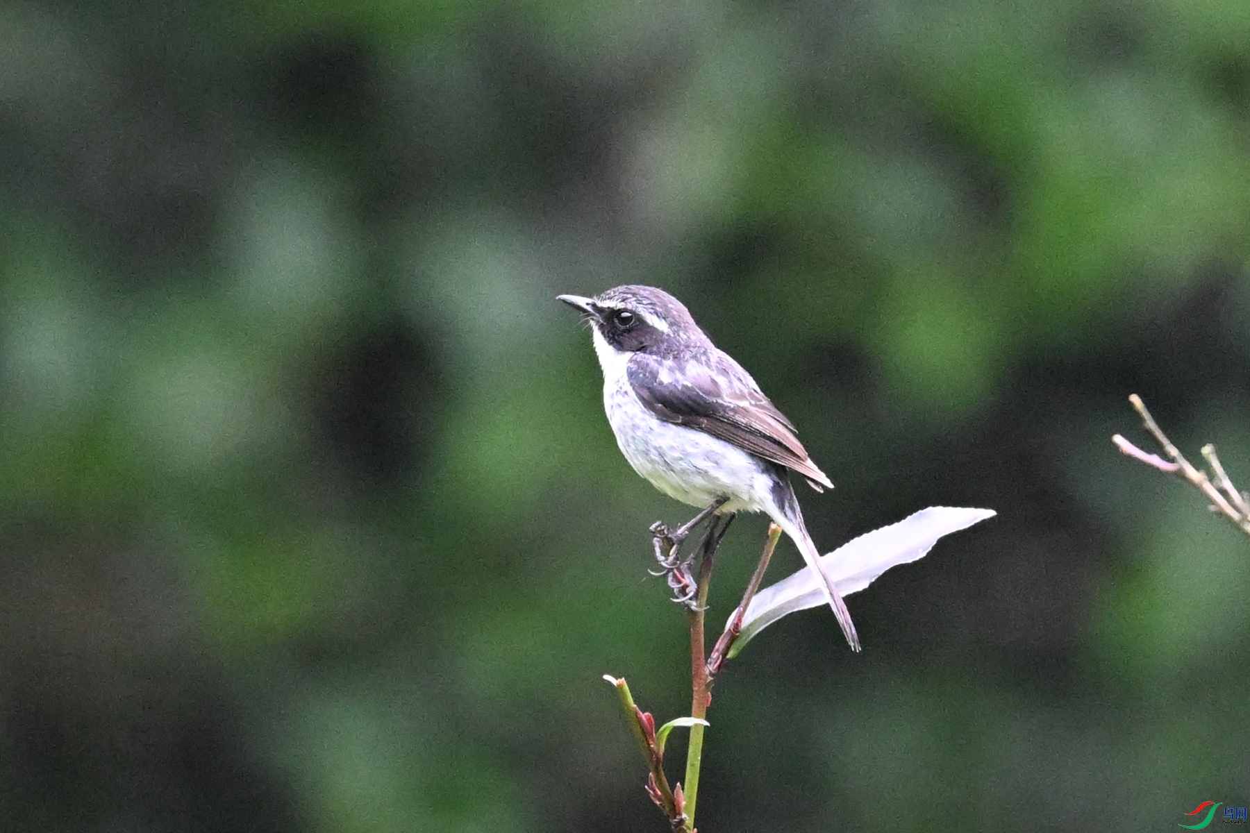 DSC_2597.JPG