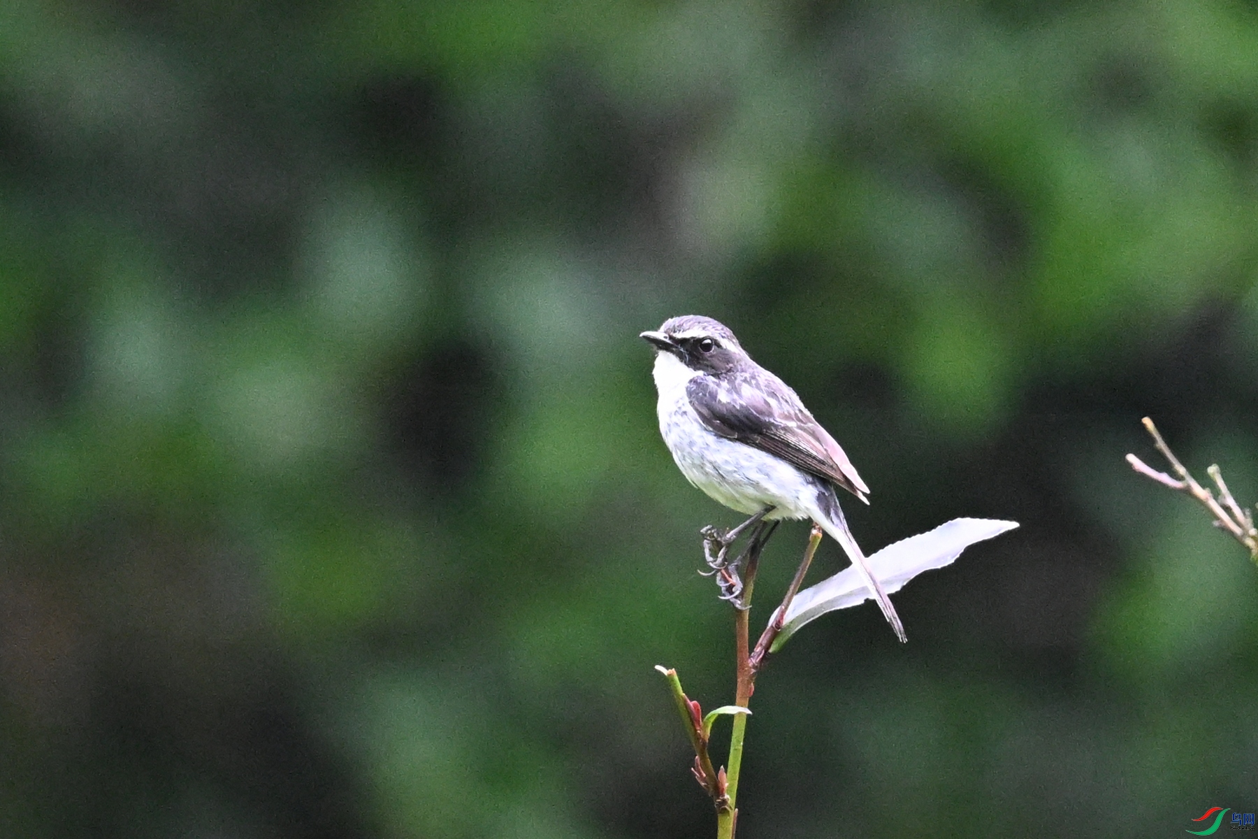 DSC_2599.JPG