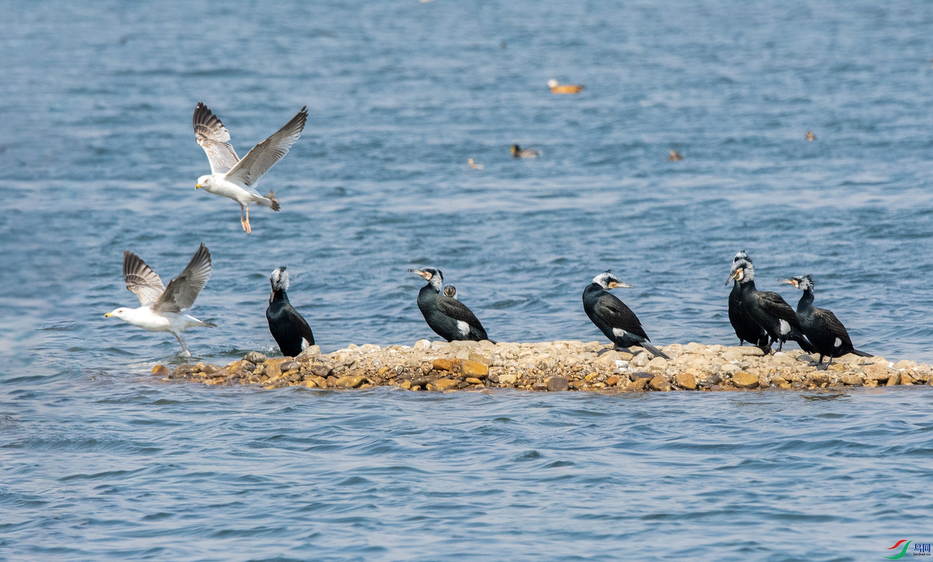 DSC_9850_��ͼ�� ����.jpg