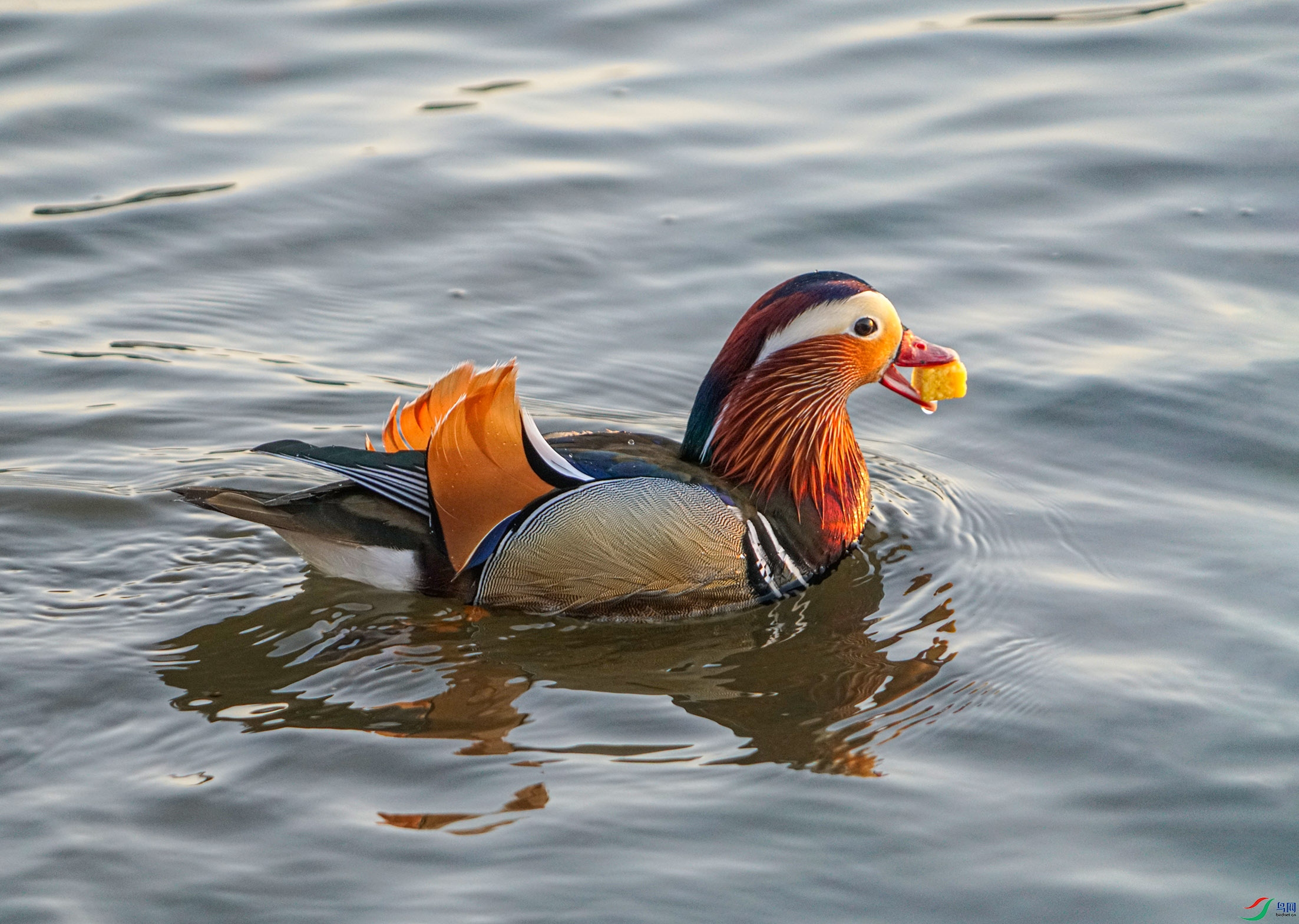 DSC01874 ����.jpg