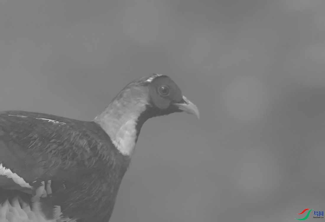 _DSC5081zzz_������С - ����.jpg