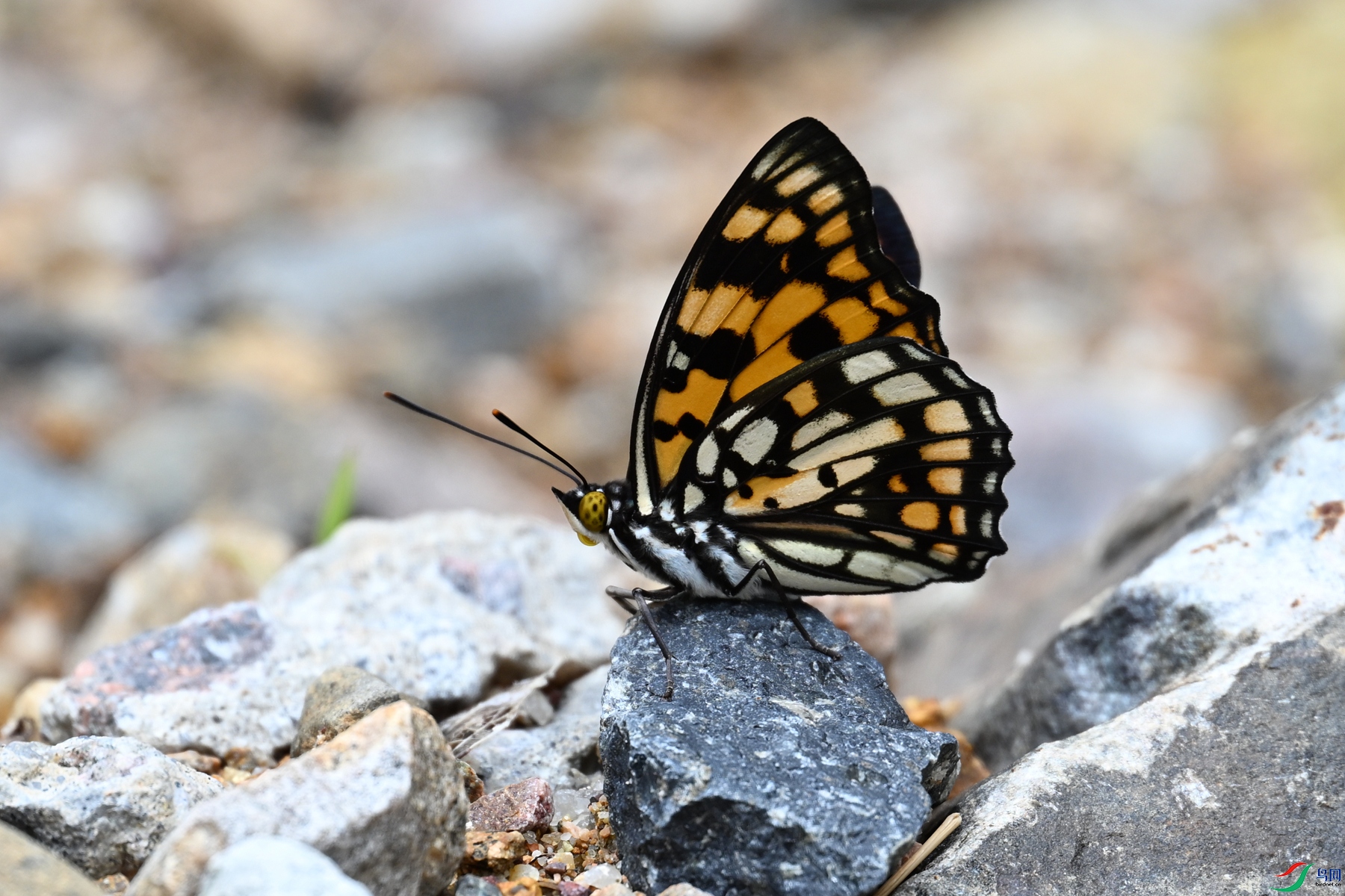DSC_2913.JPG