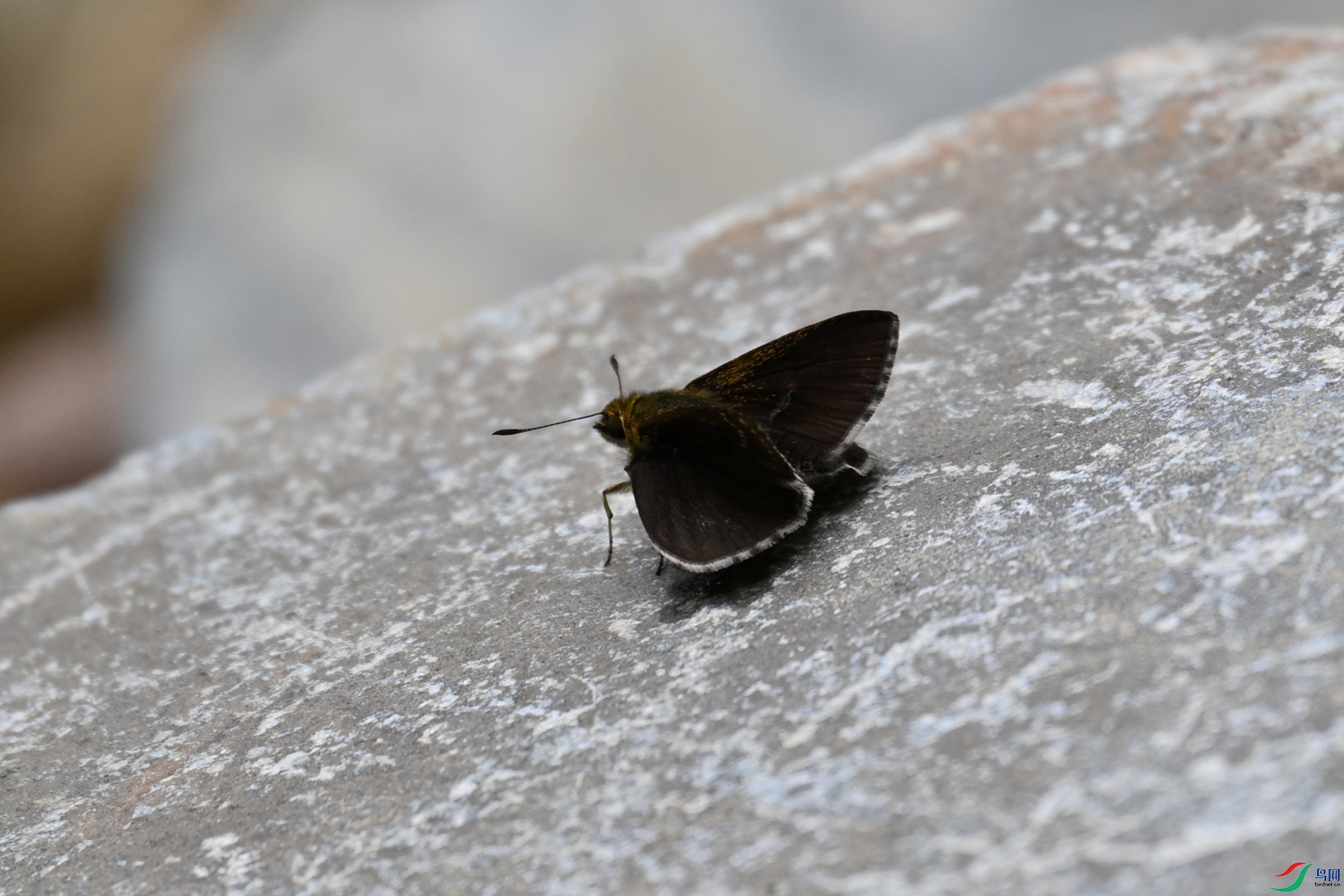 DSC_2959.JPG