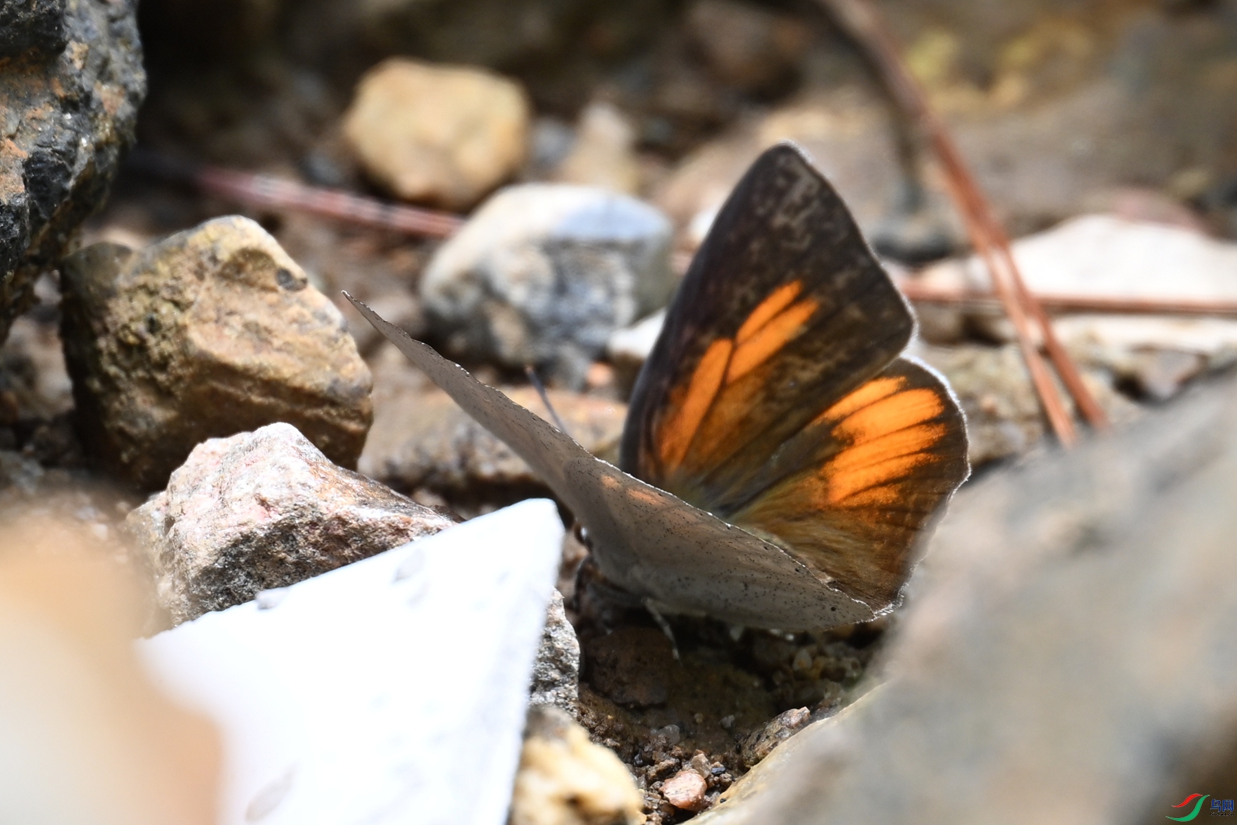 DSC_2919.JPG