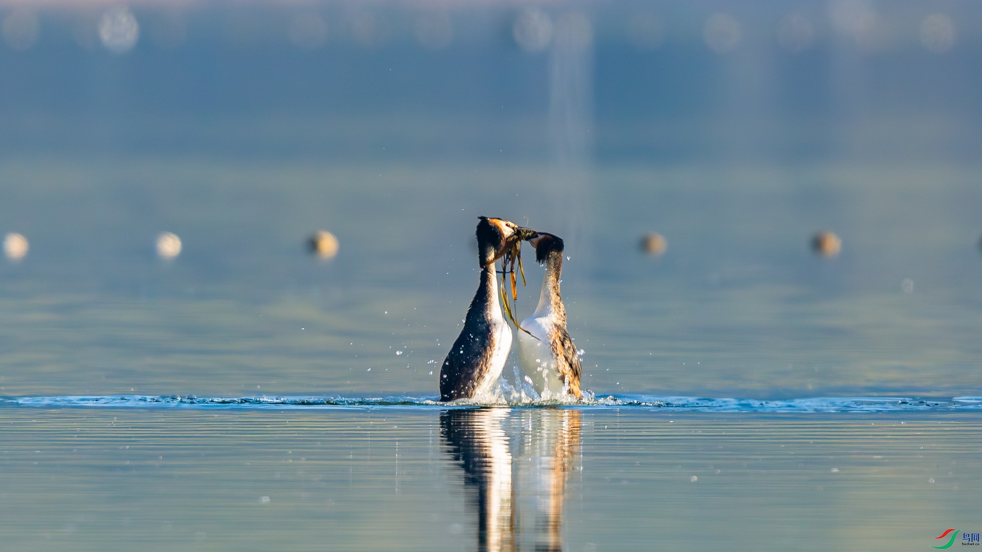 _D5A7335.jpg
