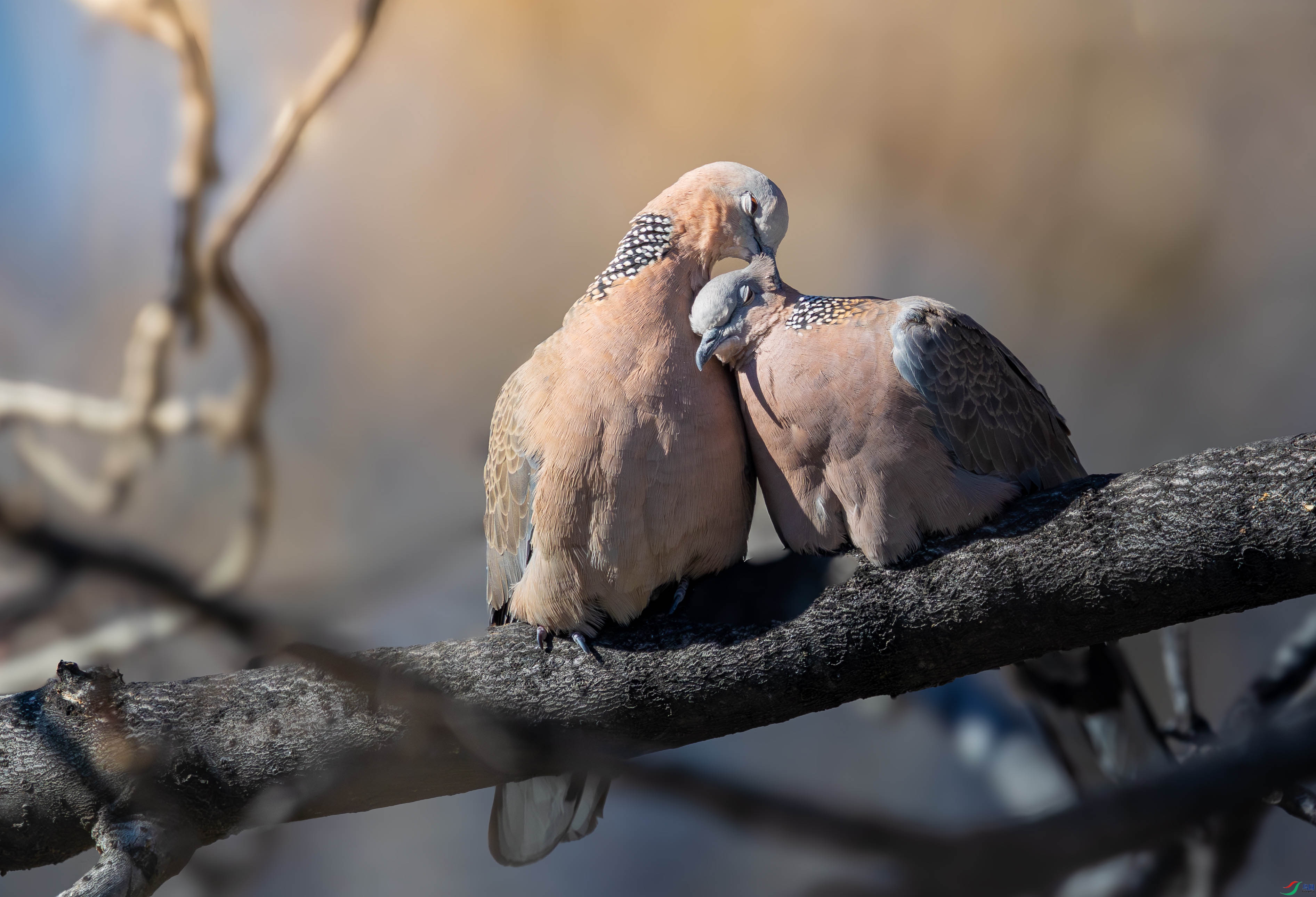 5N2A1217-3 ����.jpg