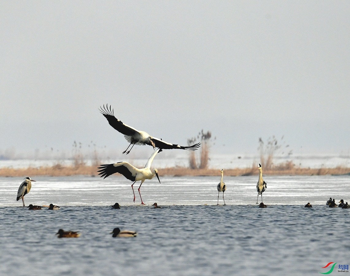 _DSC8515.JPG