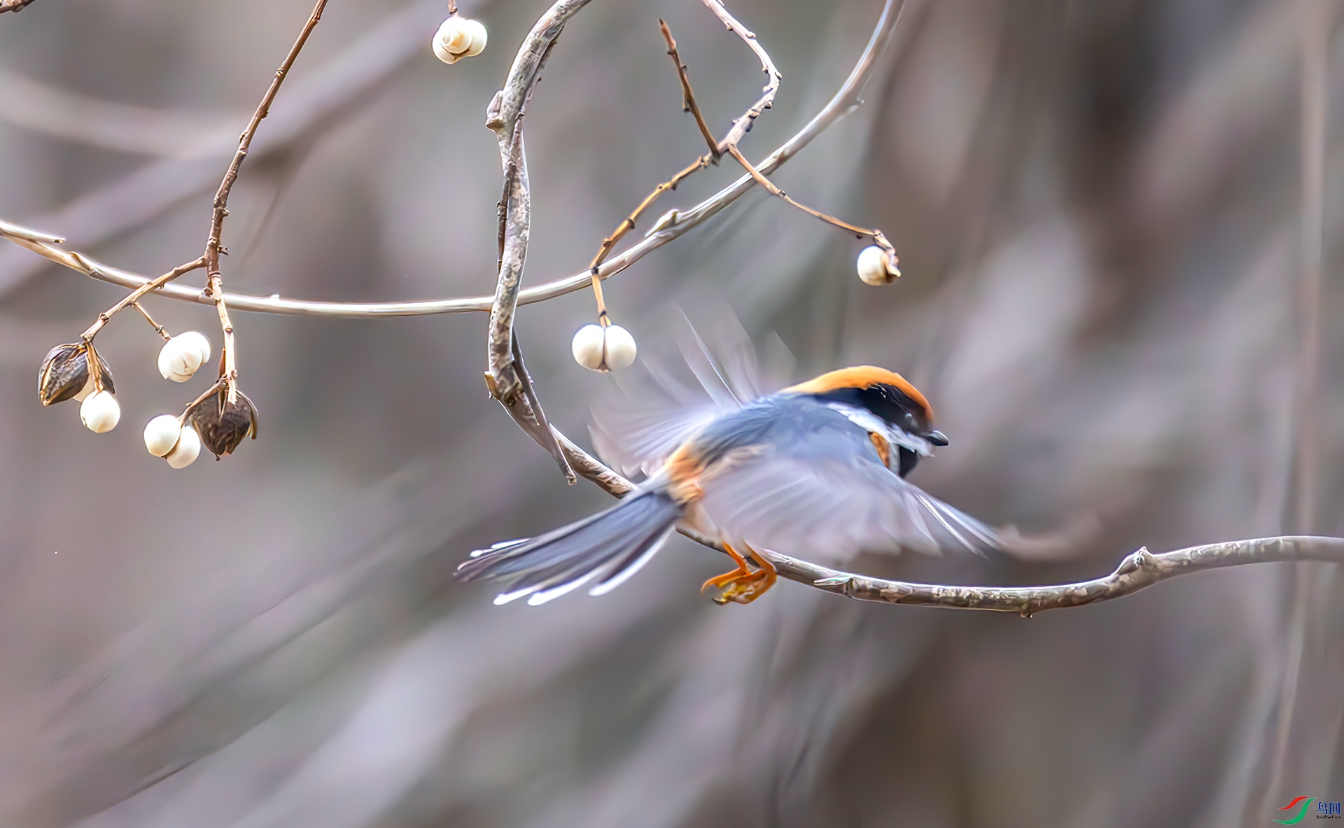 407A7244-----33  .jpg