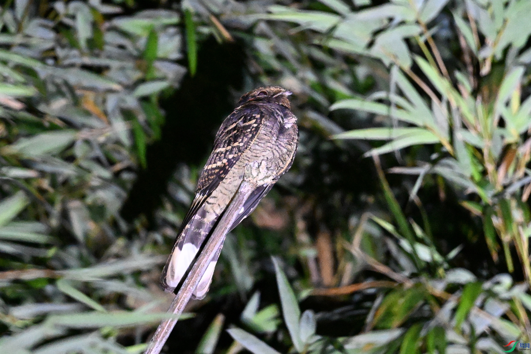 DSC_6707.JPG