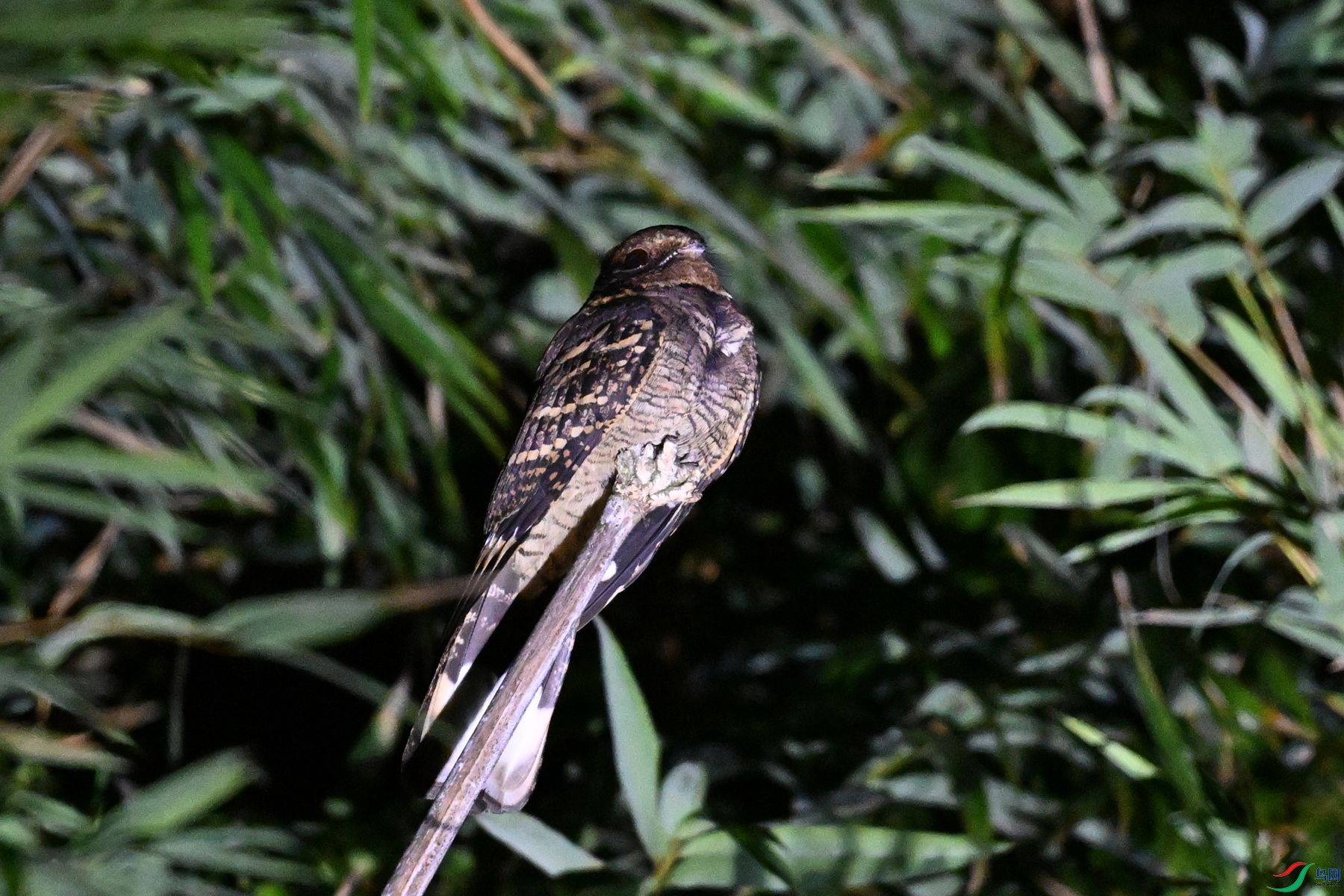DSC_6746.JPG