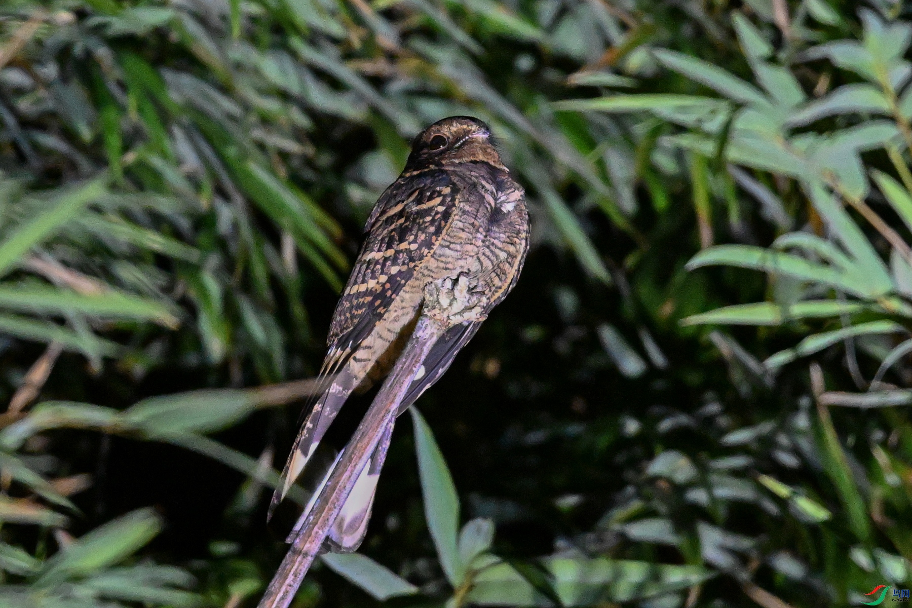 DSC_6736.JPG