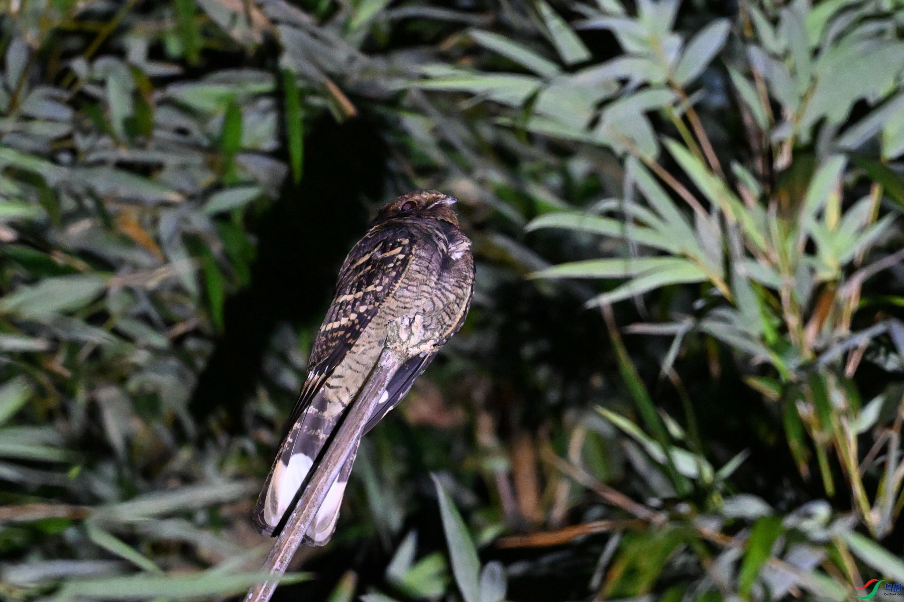 DSC_6713.JPG