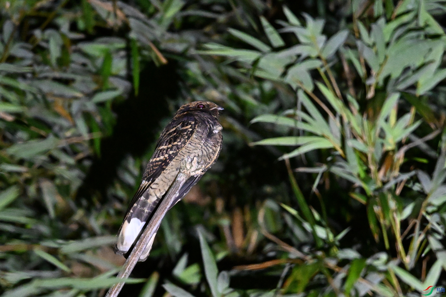 DSC_6691.JPG