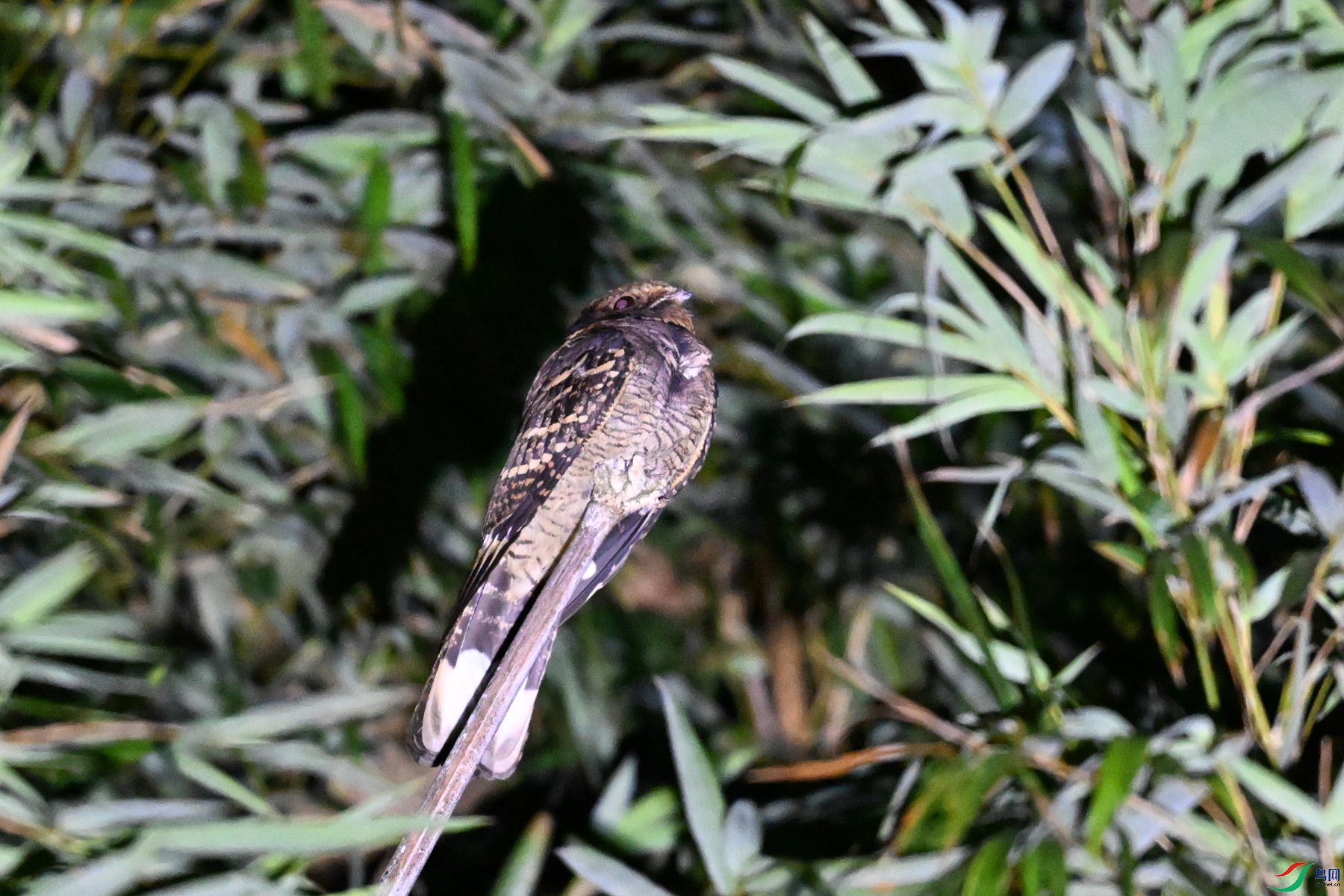 DSC_6715.JPG