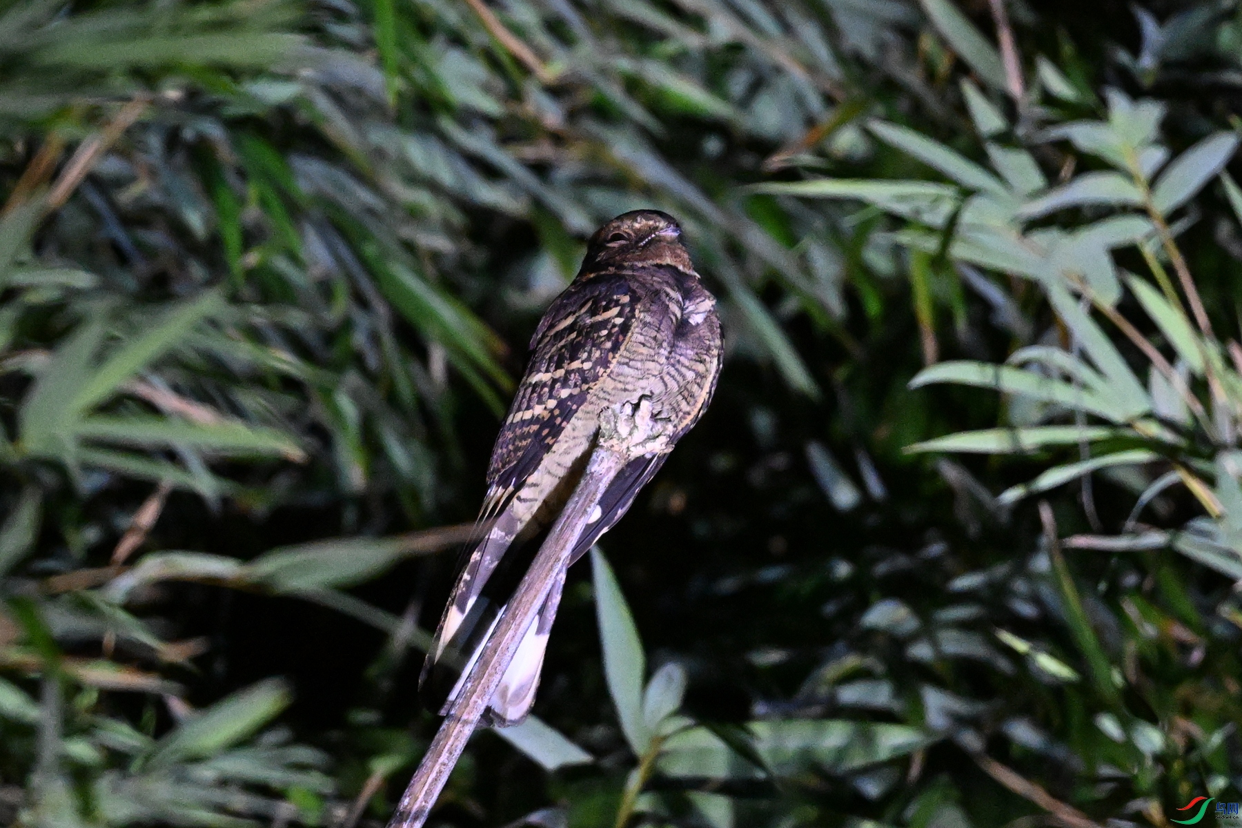 DSC_6732.JPG