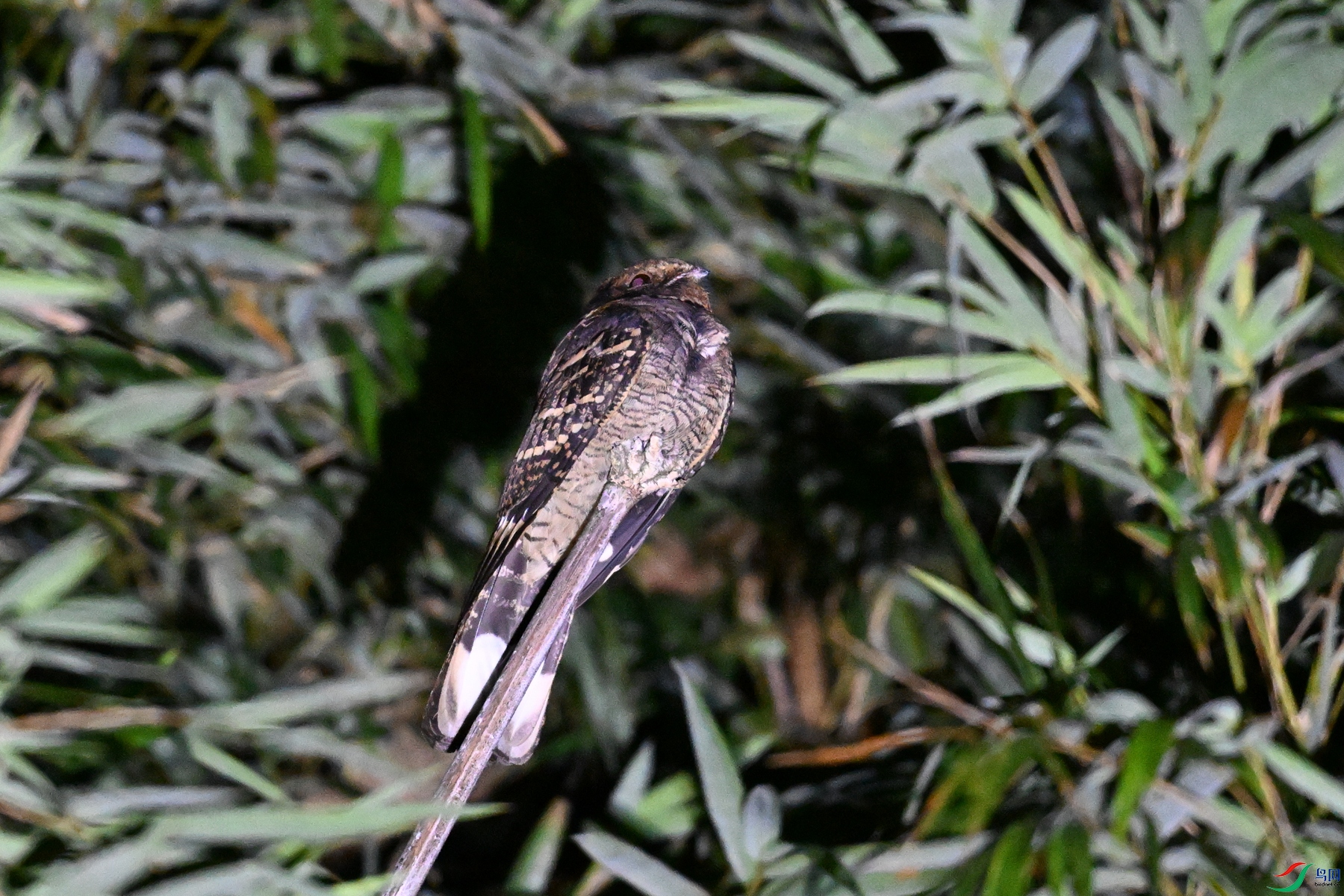 DSC_6717.JPG