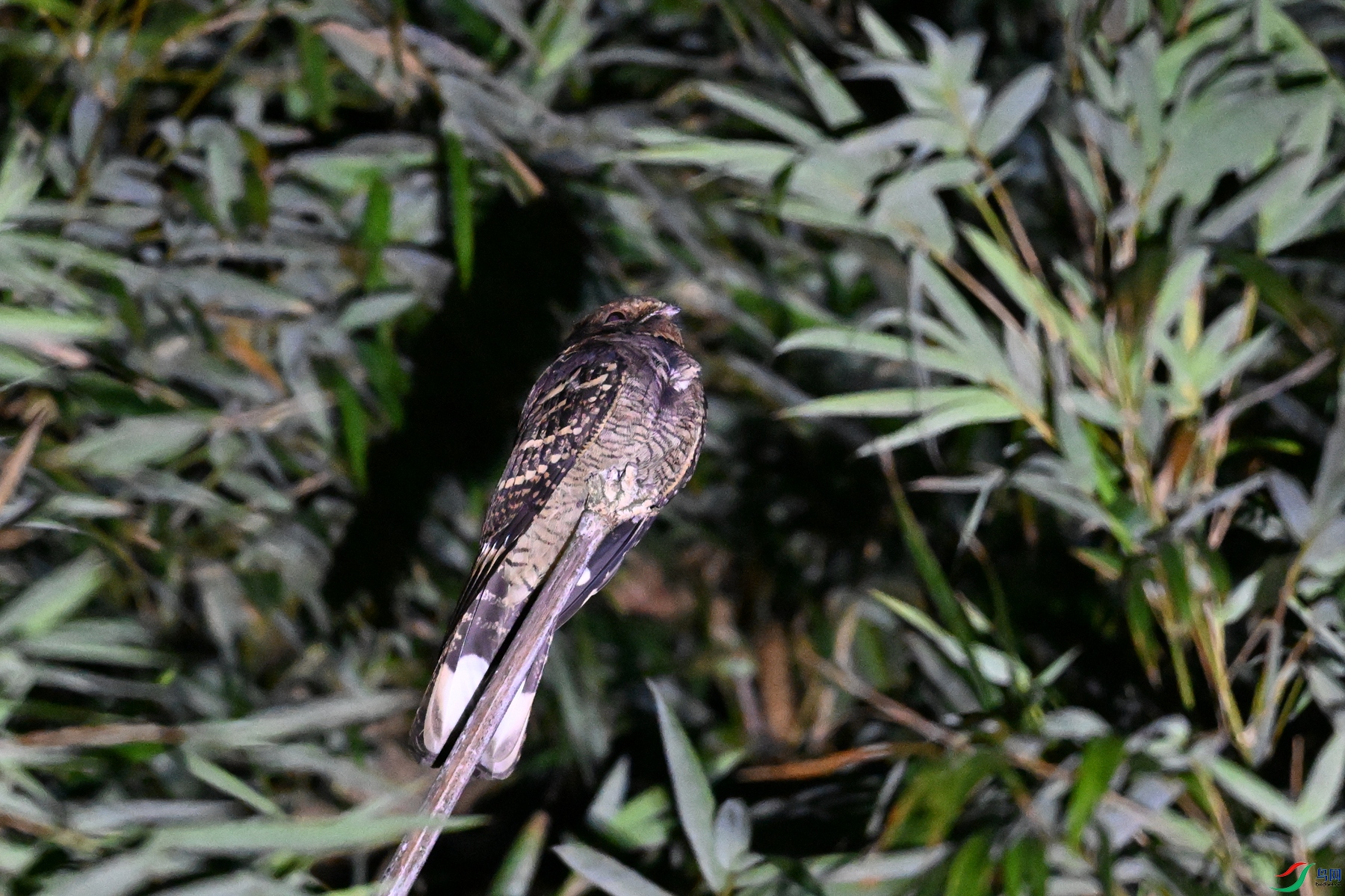 DSC_6719.JPG