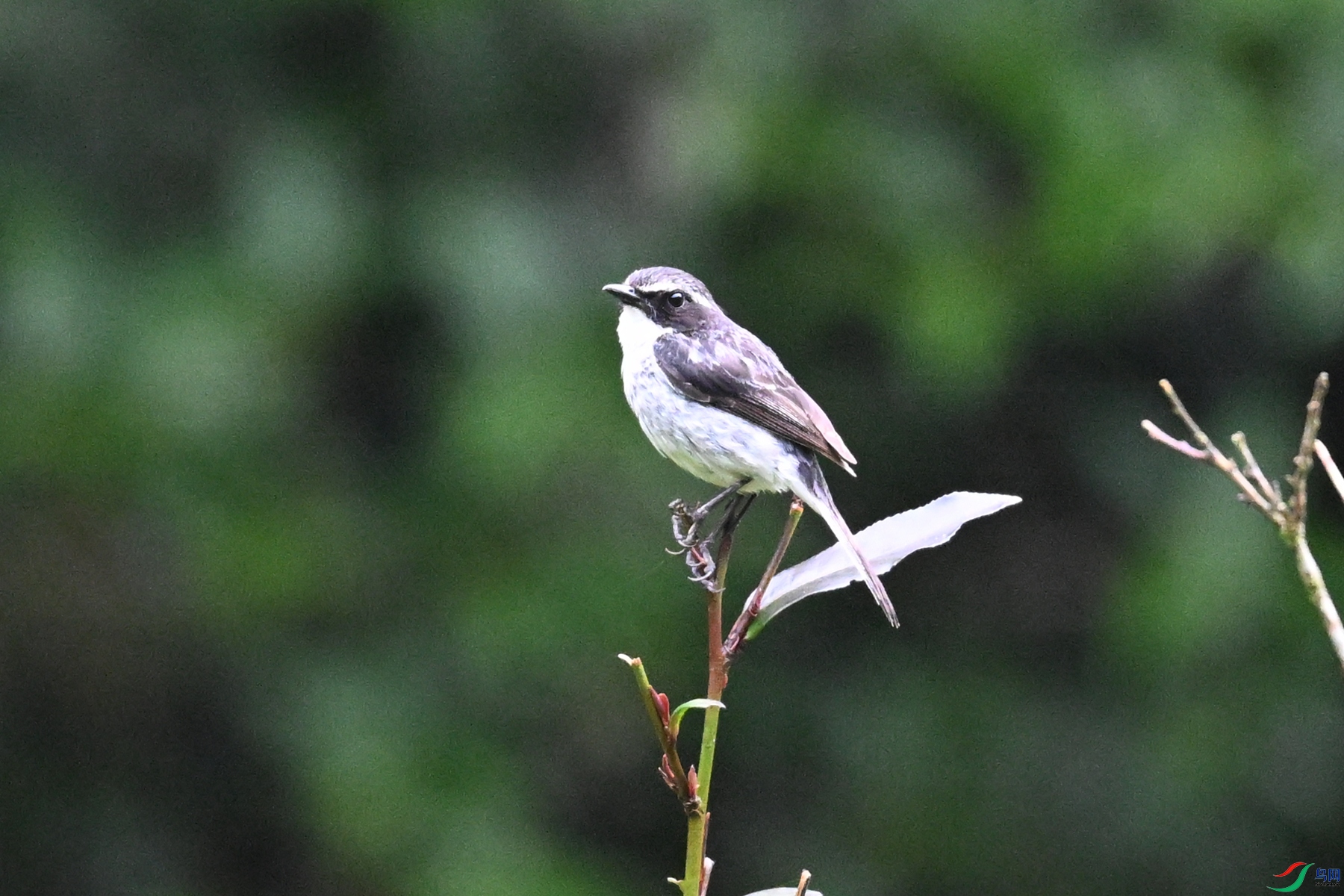 DSC_2601.JPG