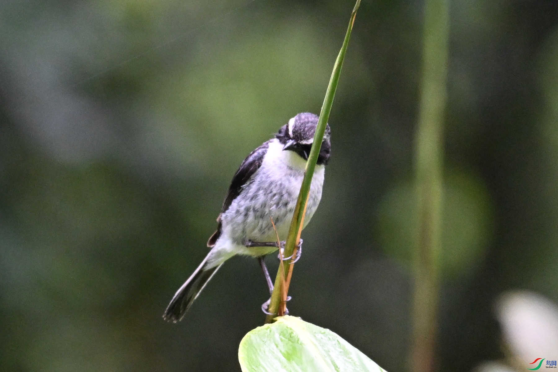 DSC_2605.JPG