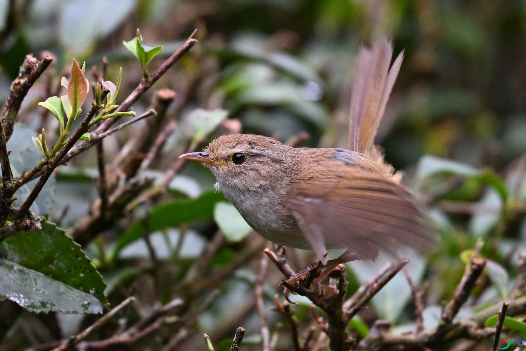 DSC_2653.JPG