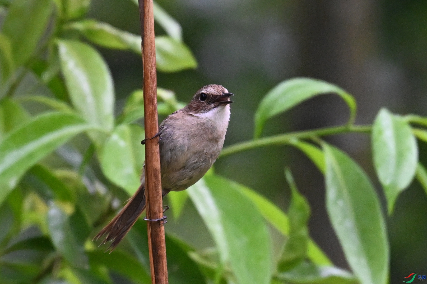 DSC_2610.JPG
