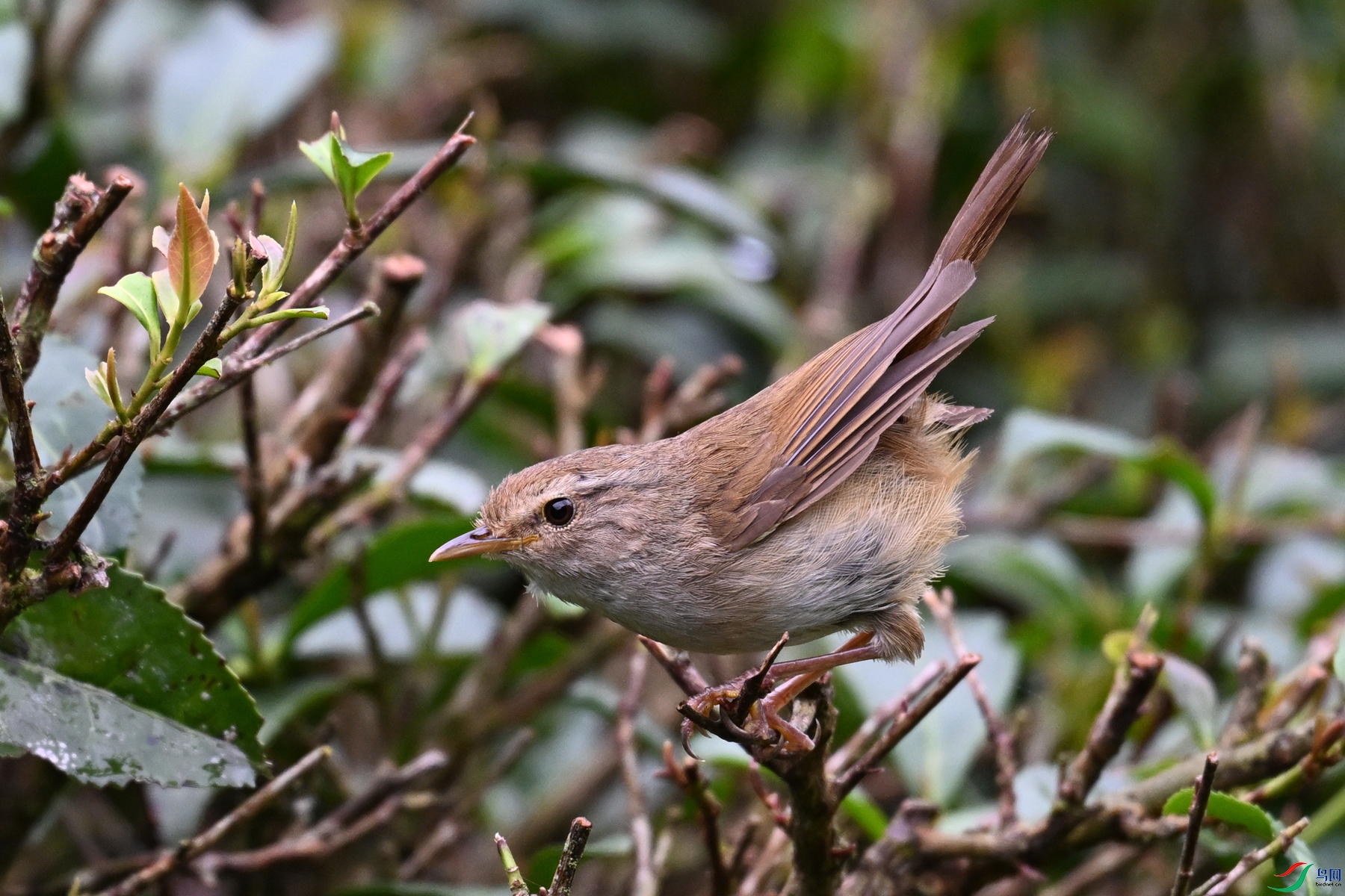 DSC_2647.JPG