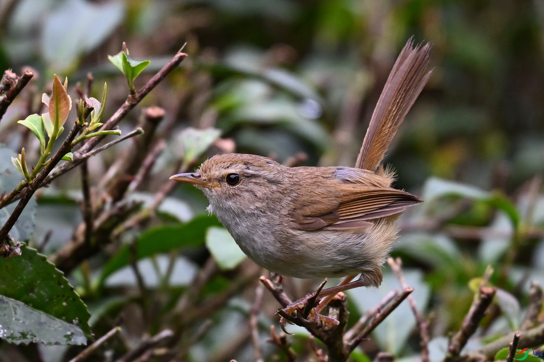 DSC_2655.JPG