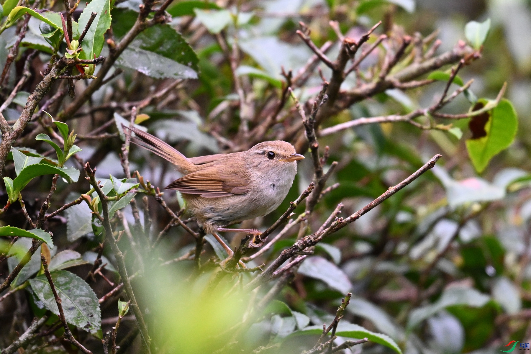 DSC_2638.JPG