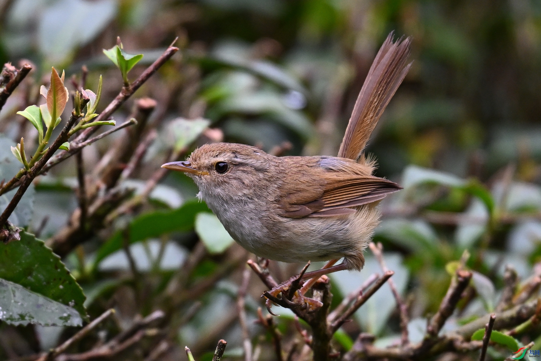 DSC_2657.JPG