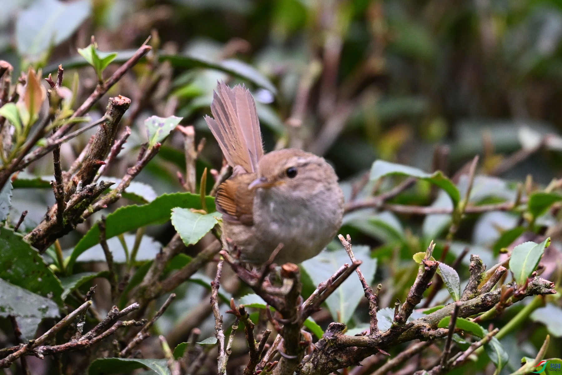 DSC_2642.JPG