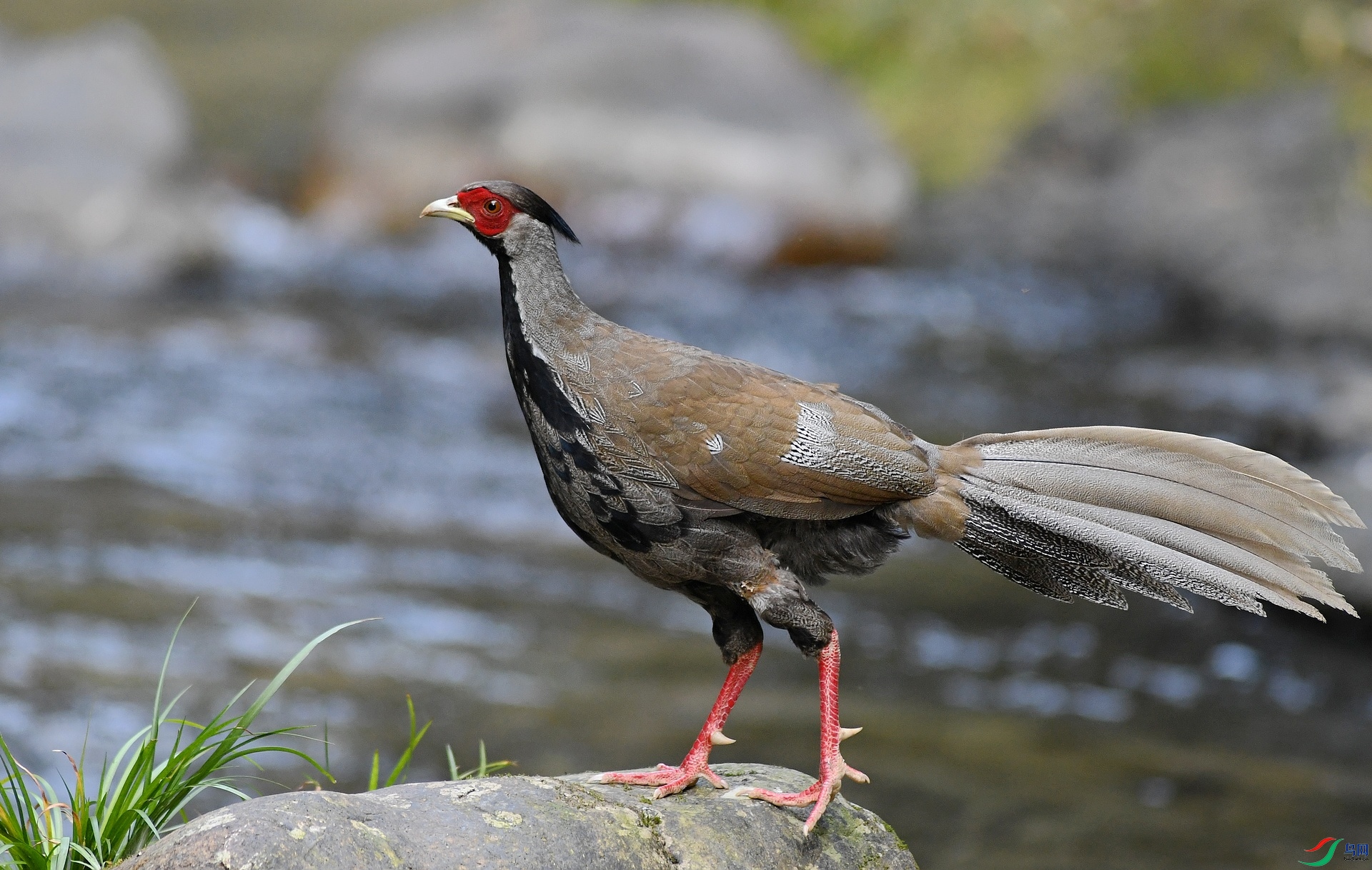 DSC_4465.jpg