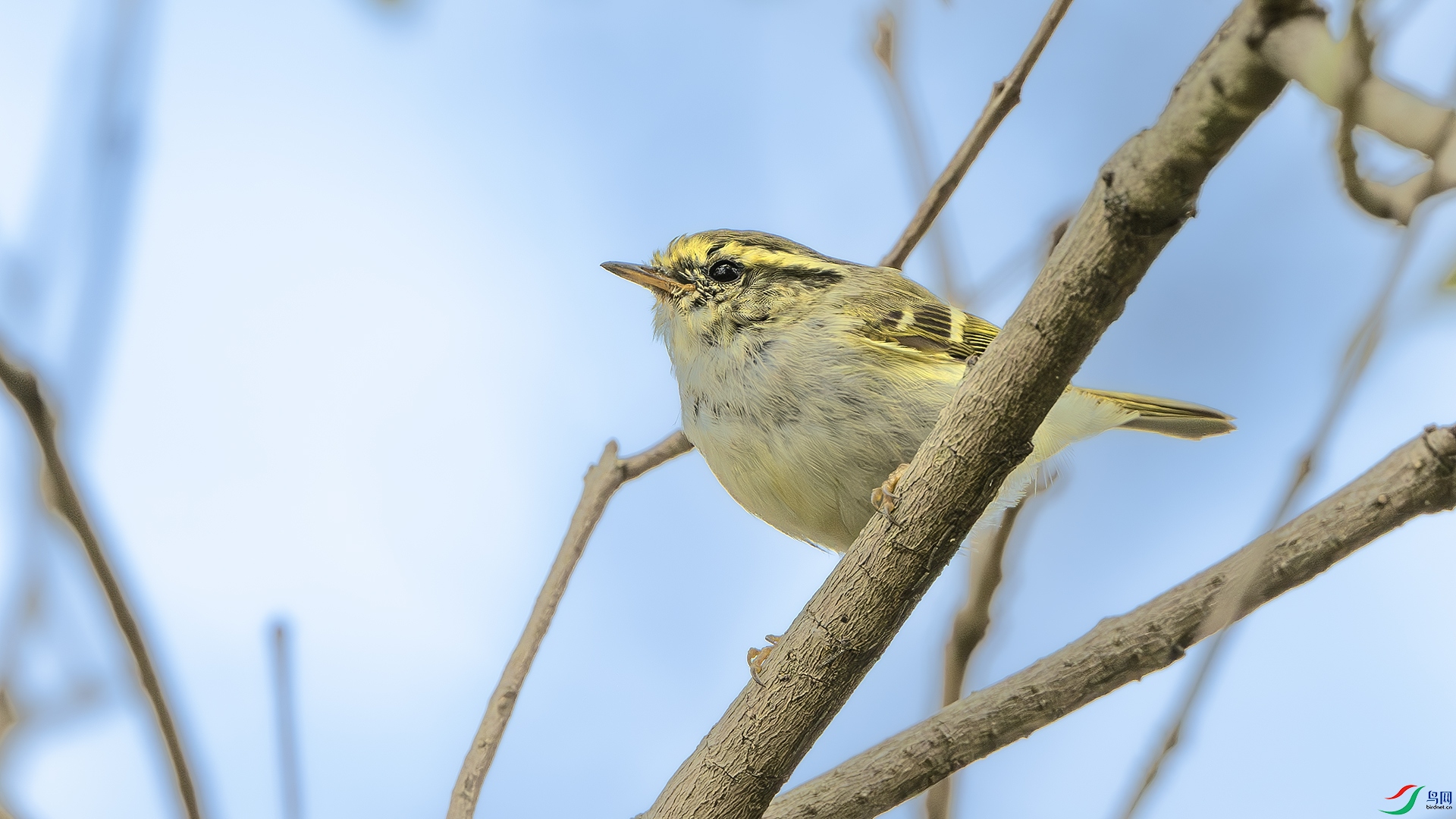 DSC_3715-����ǿ-NR ����.jpg