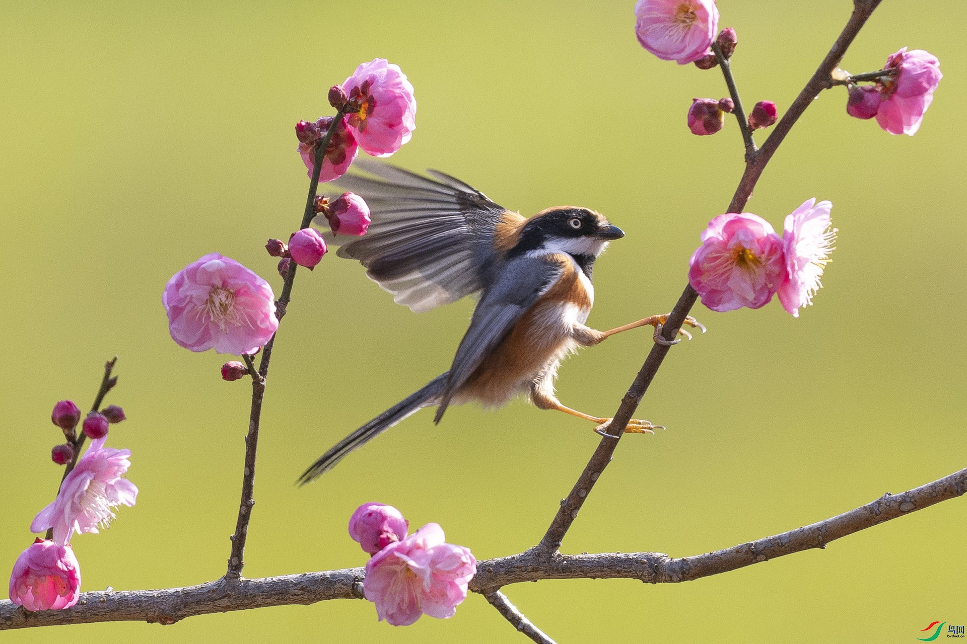 ��ͷ��βɽȸ