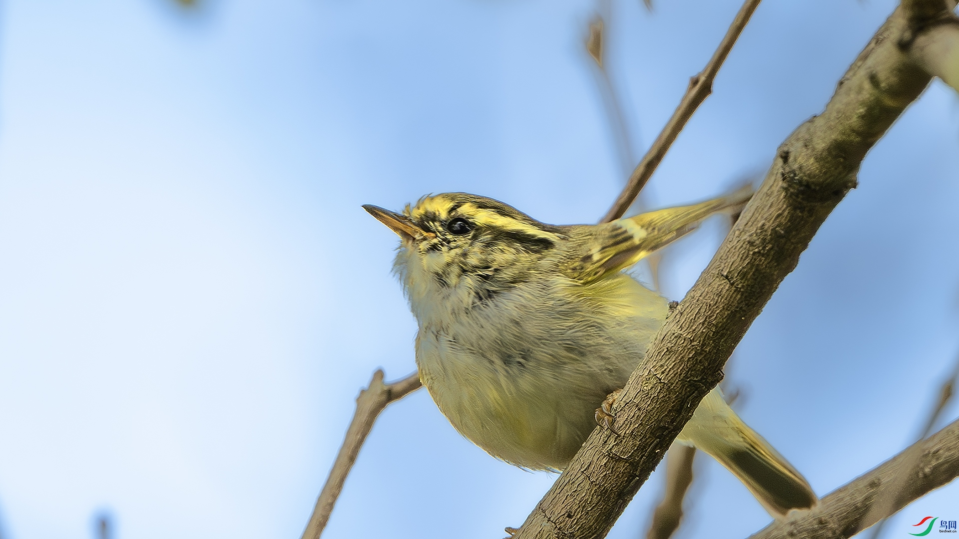 DSC_3723-����ǿ-NR ����.jpg