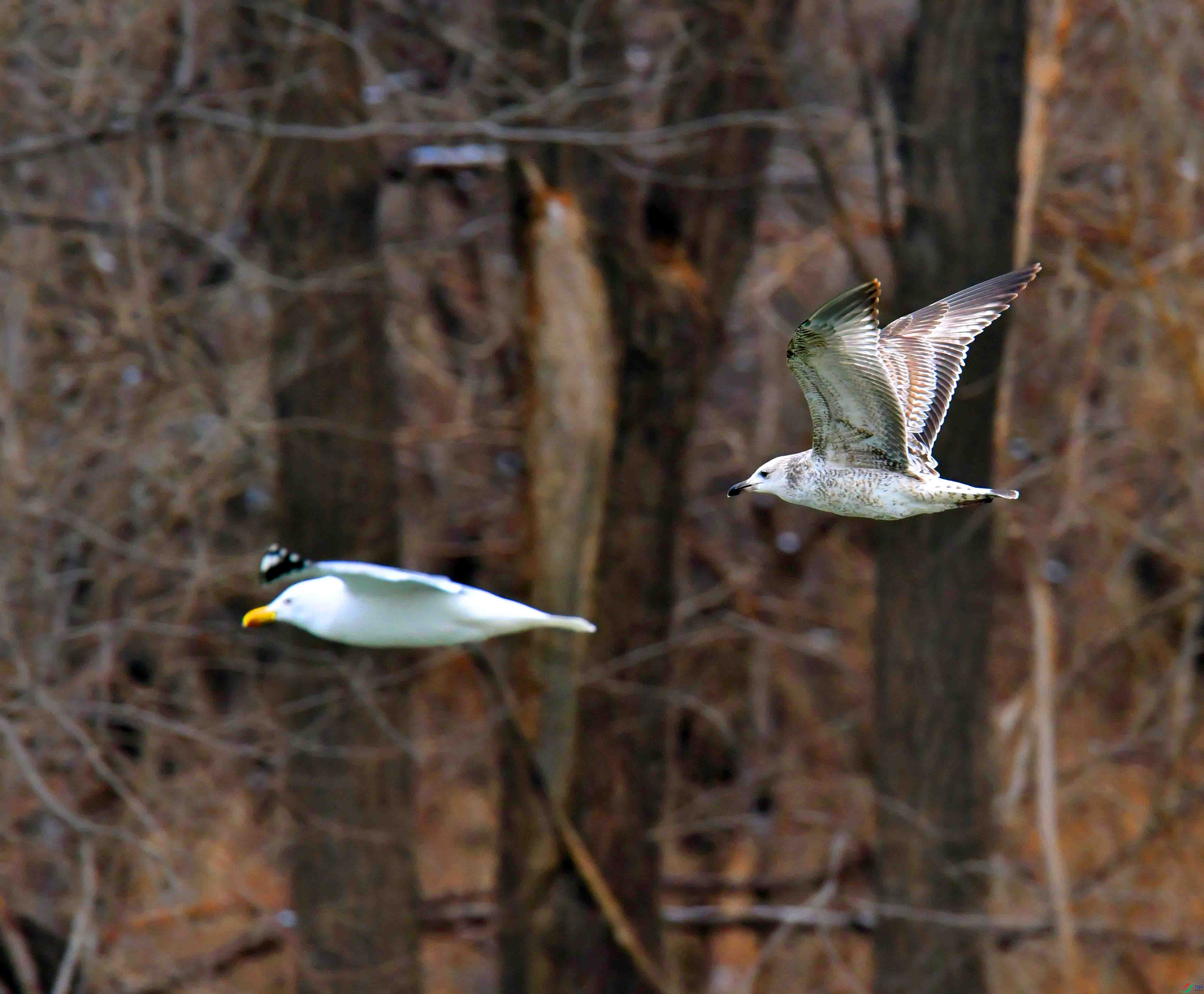 DSC_2273.JPG