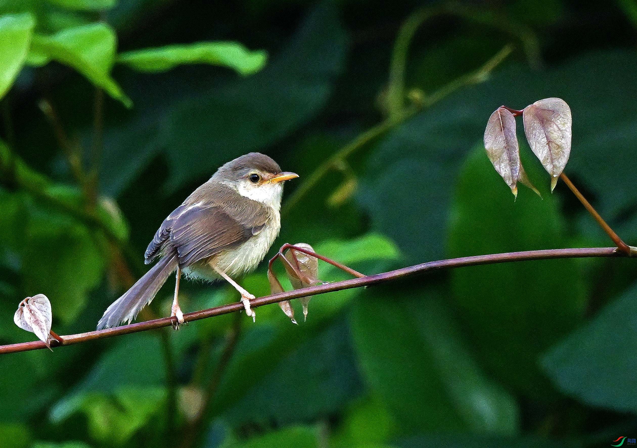 DSC_0503.JPG