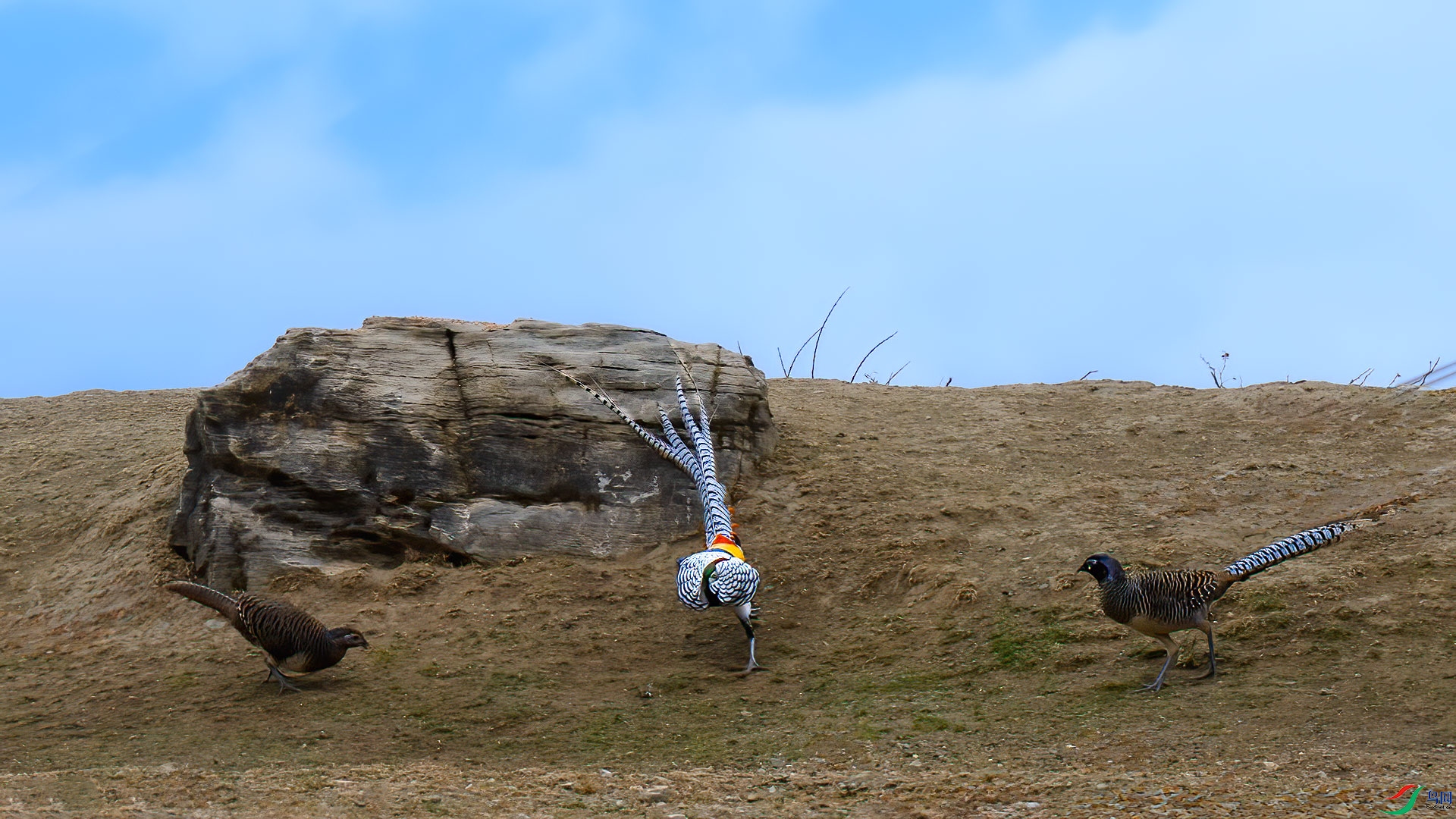 �׸�����