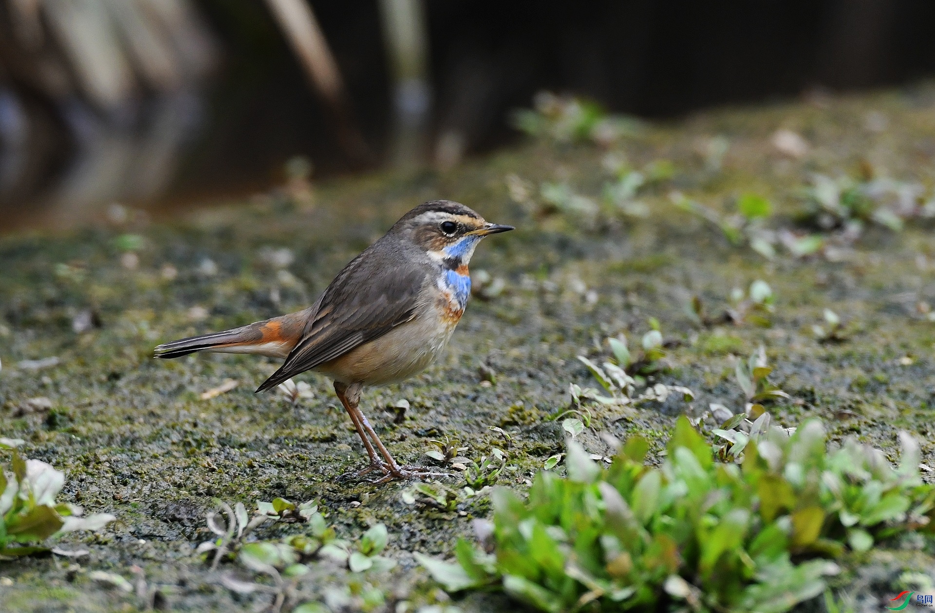 DSC_7629.jpg