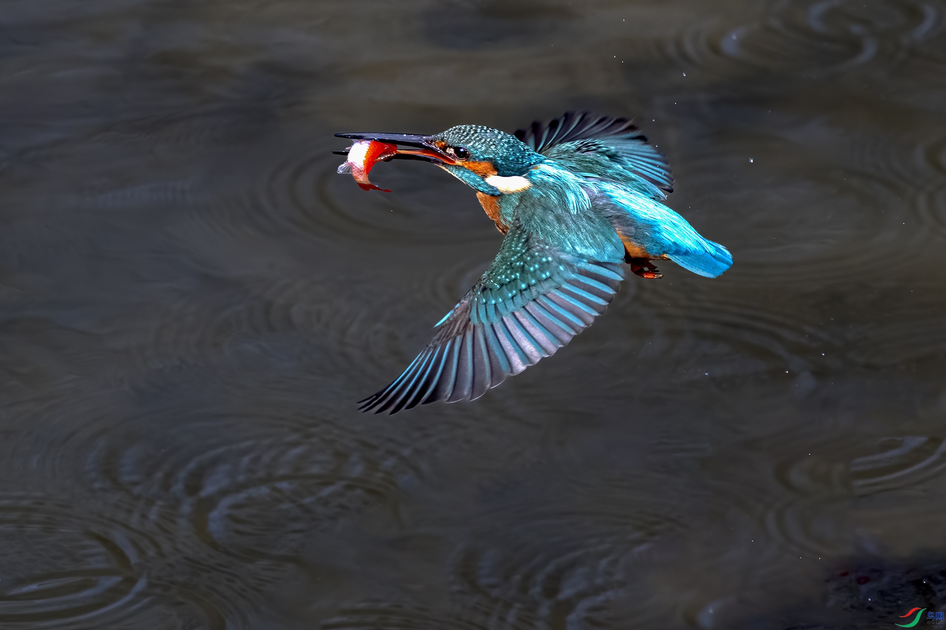 DSC_8432-.jpg