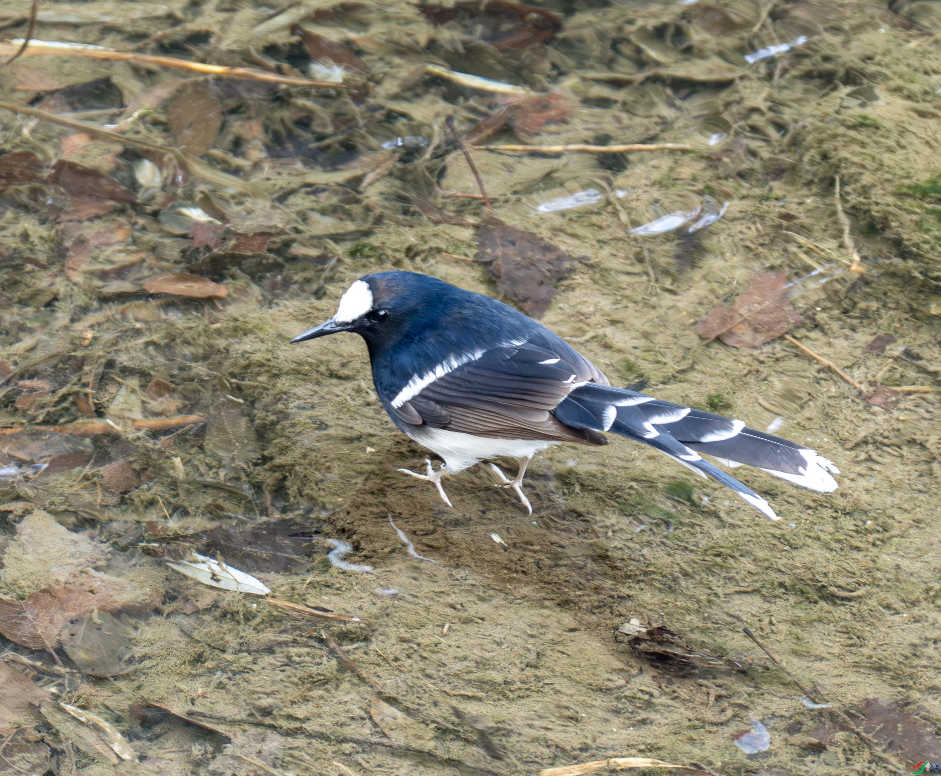 �׹���β-01-2 (6).jpg