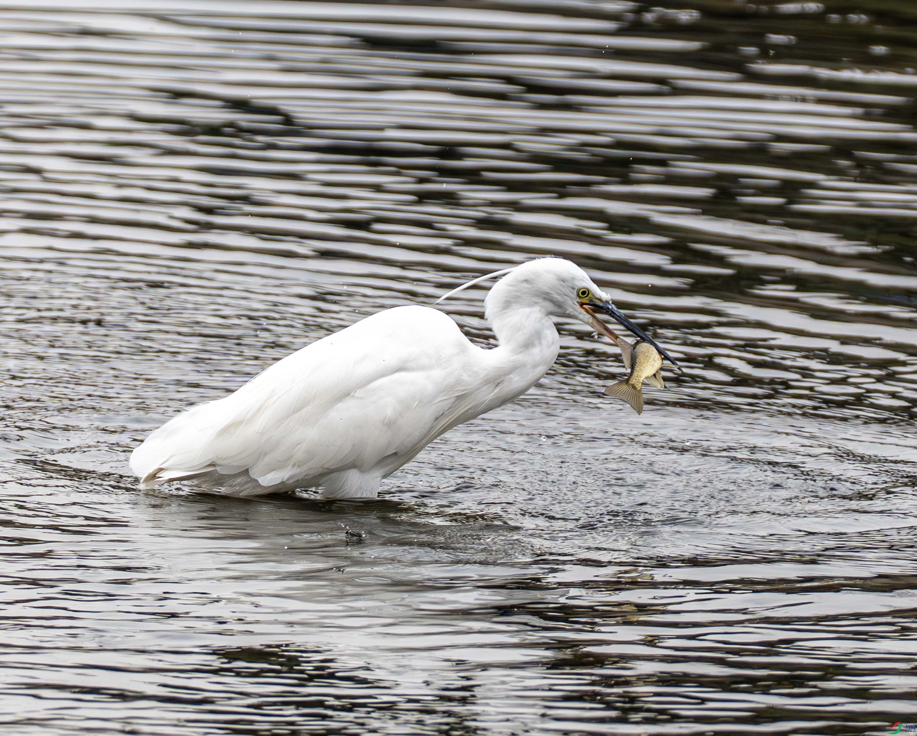 ���� (1 - 10).jpg