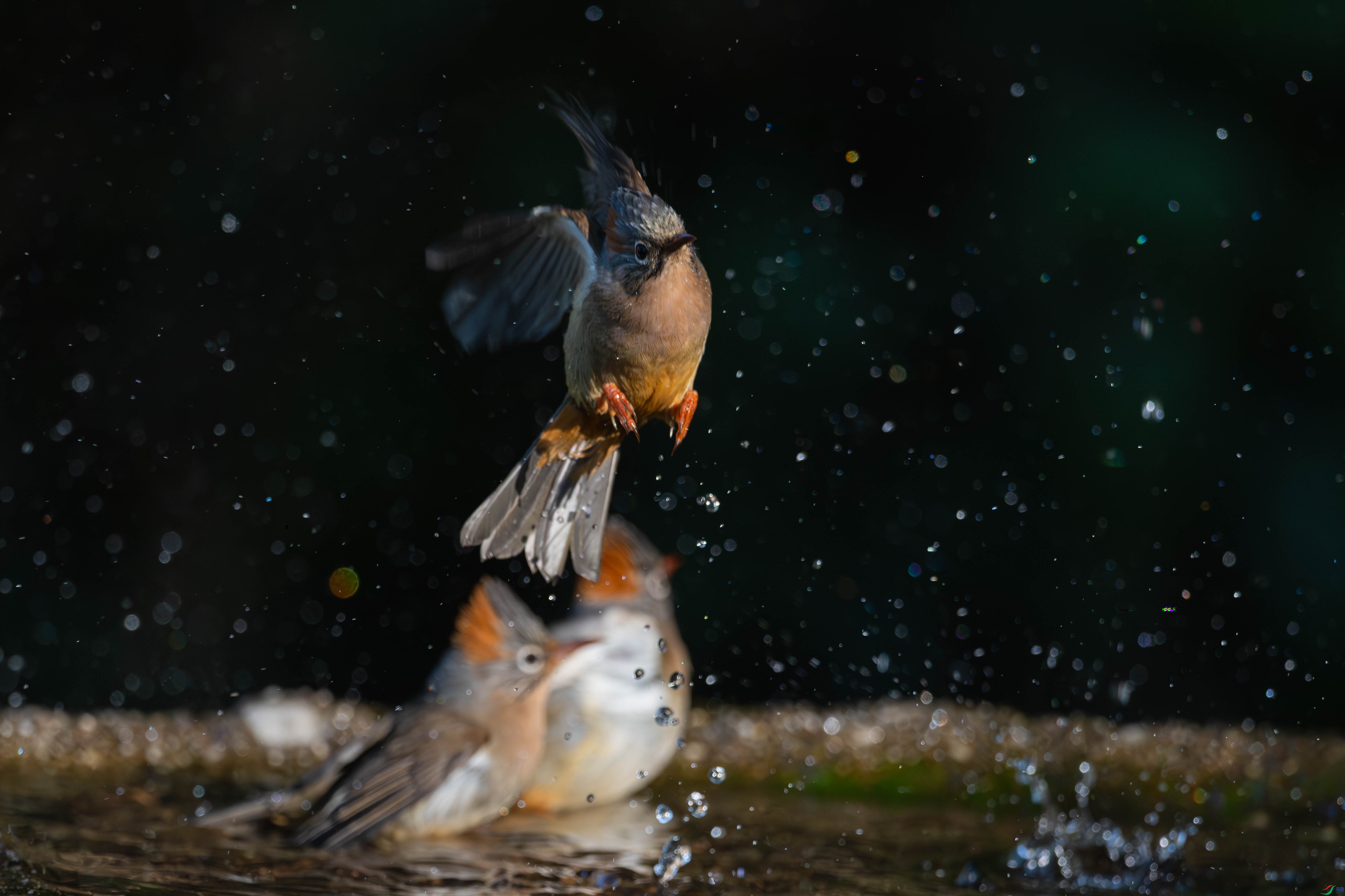 DSC_3436.JPG