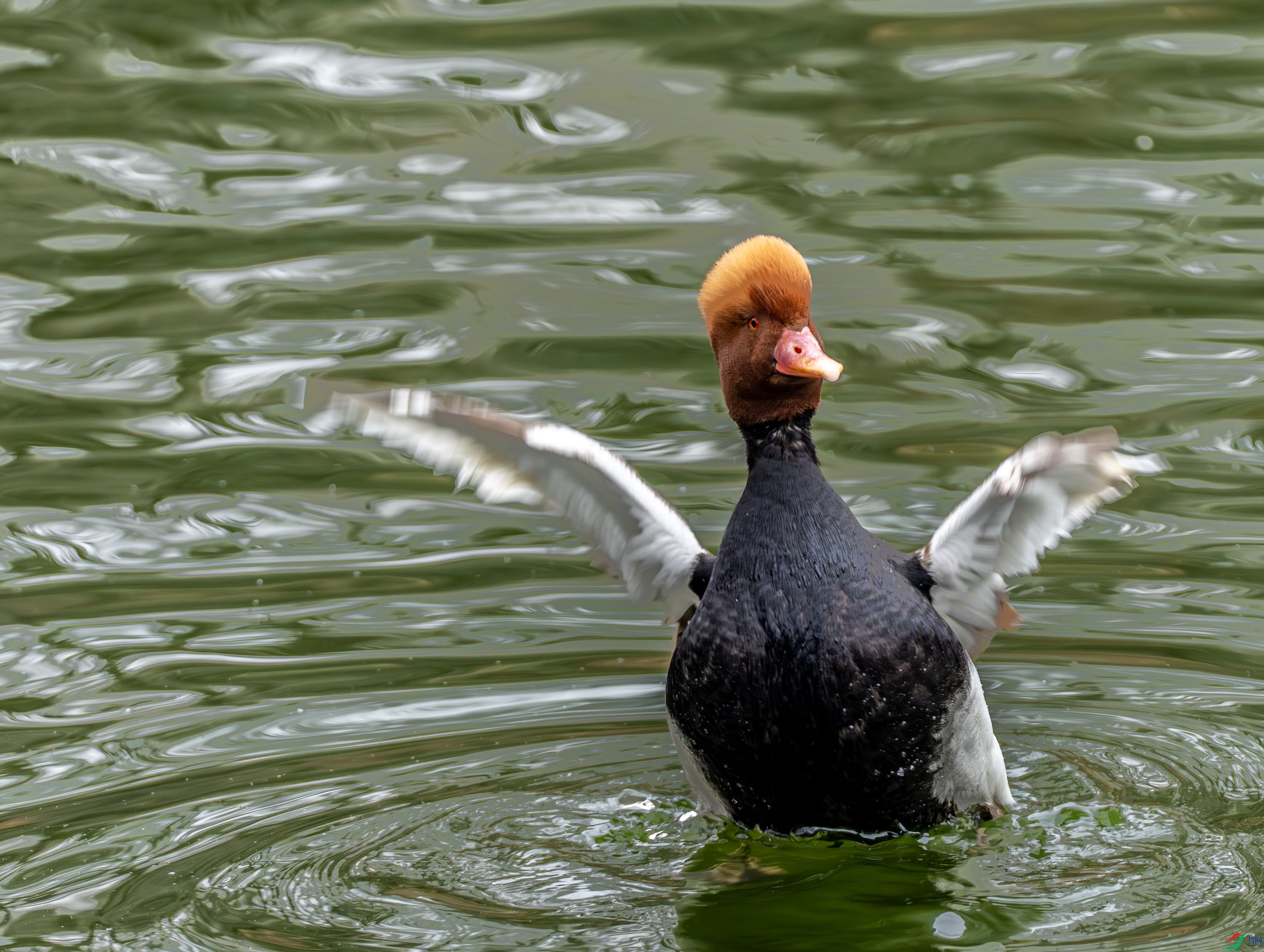 ����ǱѼ-02 (1 - 7).jpg